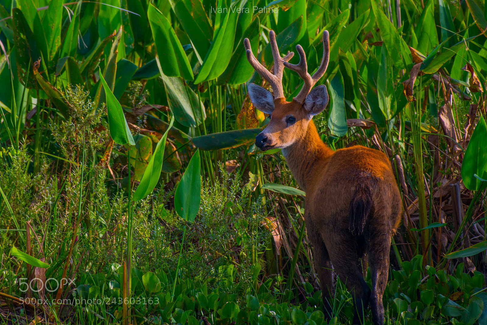 Nikon D500 sample photo. Hirsch photography