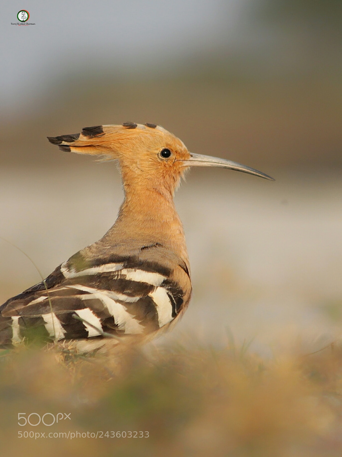 Canon EOS 1100D (EOS Rebel T3 / EOS Kiss X50) sample photo. Hoopoe photography