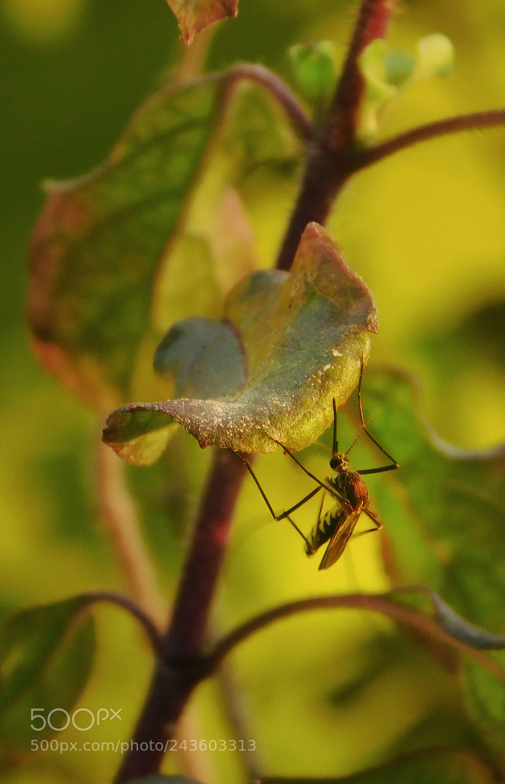 Nikon Coolpix L840 sample photo. Mosquito photography