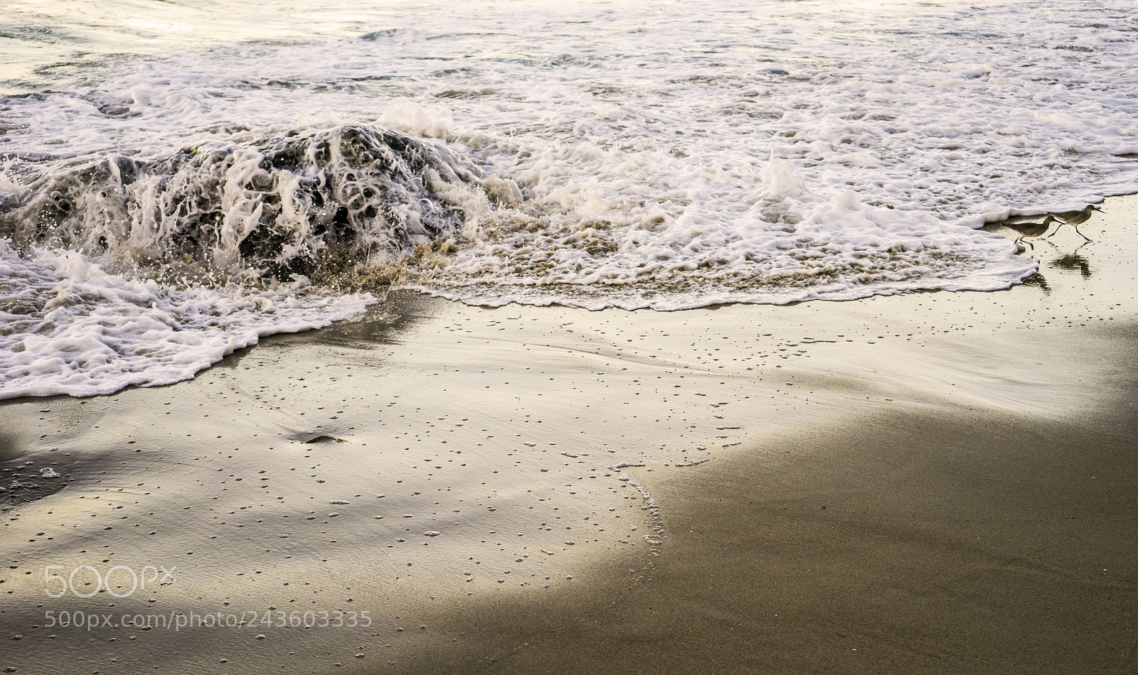 Sony a7 sample photo. Monster wave chasing sandpipers photography