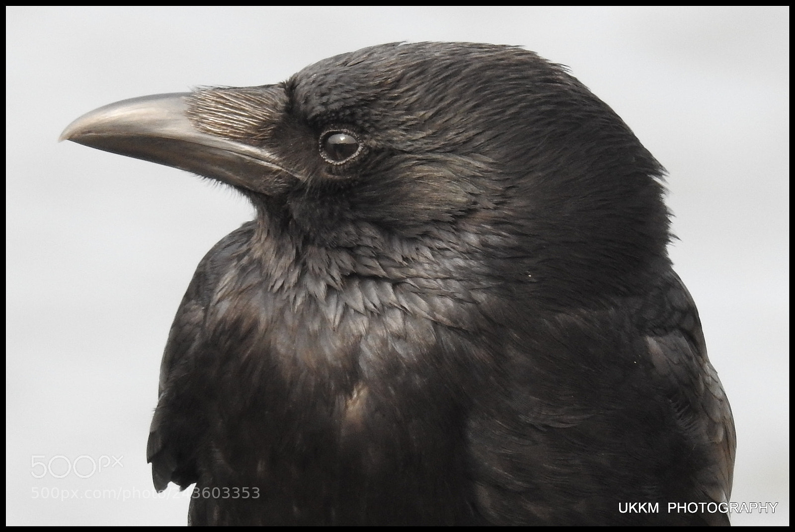 Nikon Coolpix P900 sample photo. Crow photography