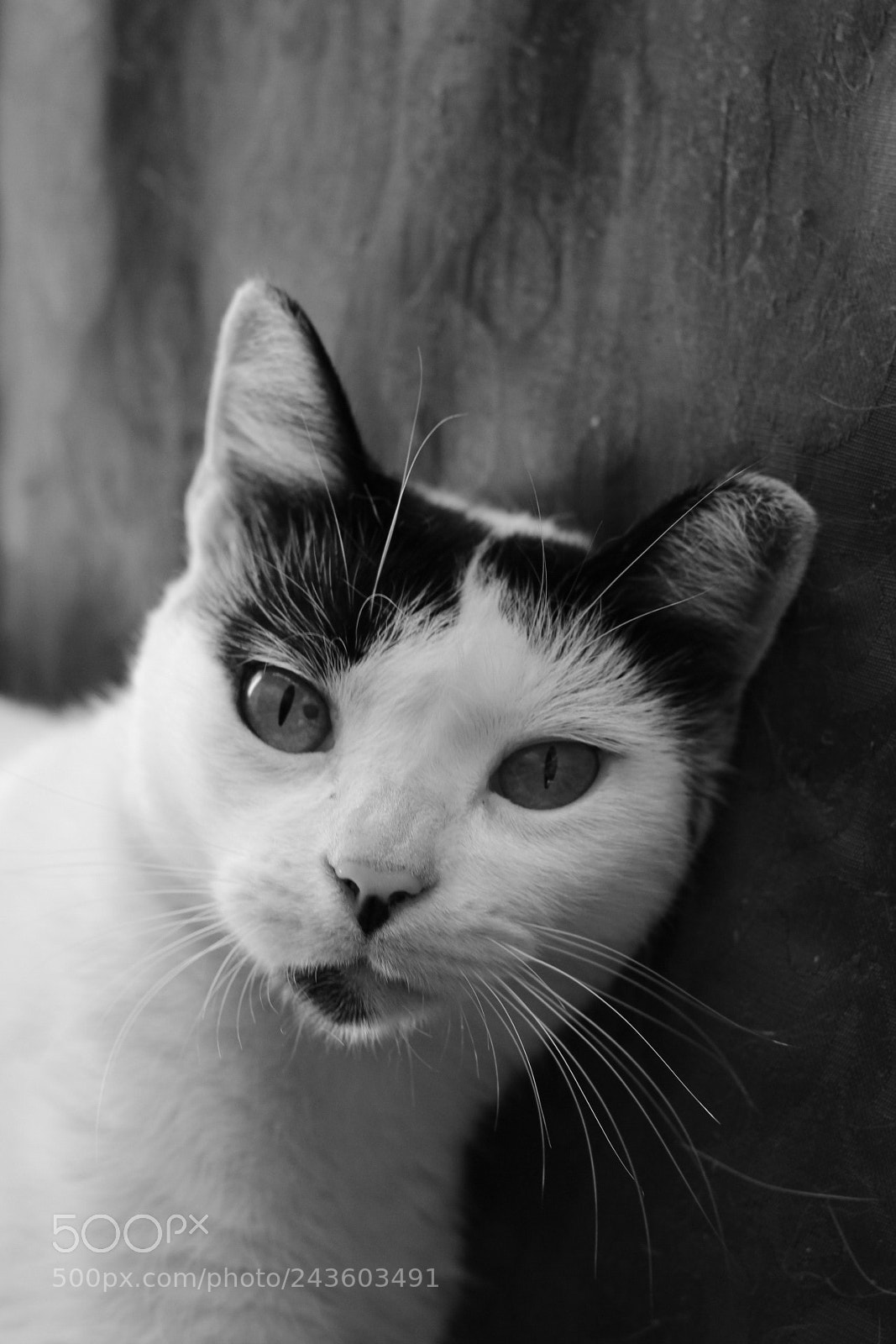 Canon EOS 1300D (EOS Rebel T6 / EOS Kiss X80) sample photo. Tina photography