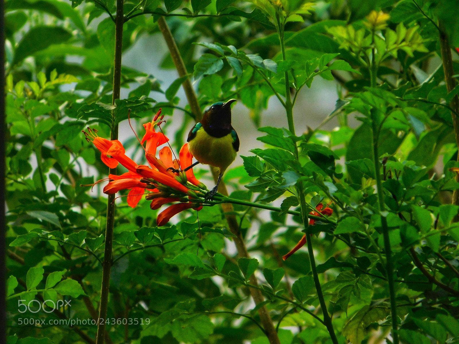 Nikon Coolpix L840 sample photo. Orange flowers & bird photography