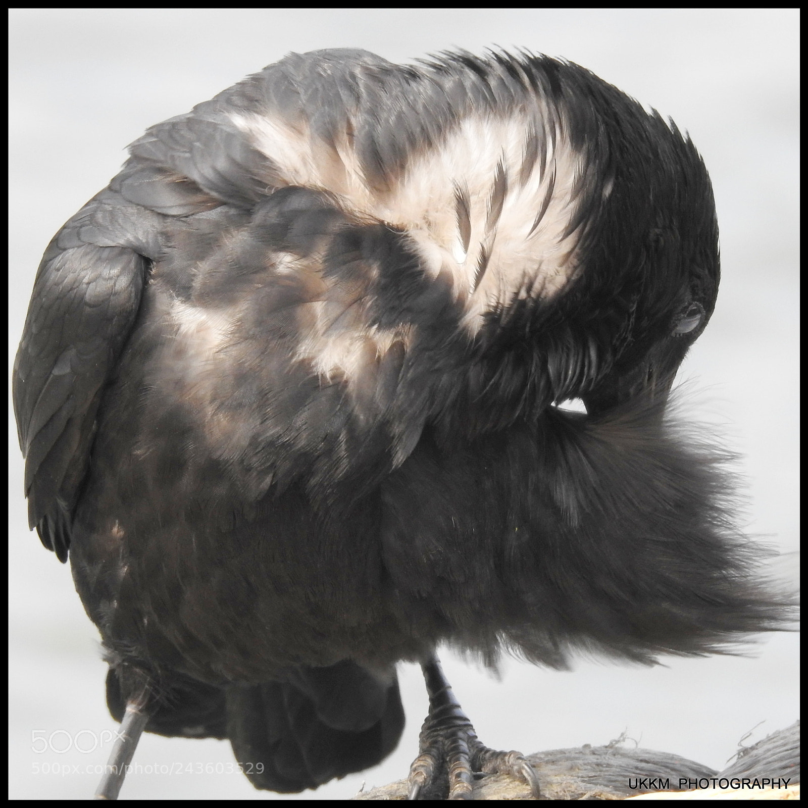 Nikon Coolpix P900 sample photo. Crow photography