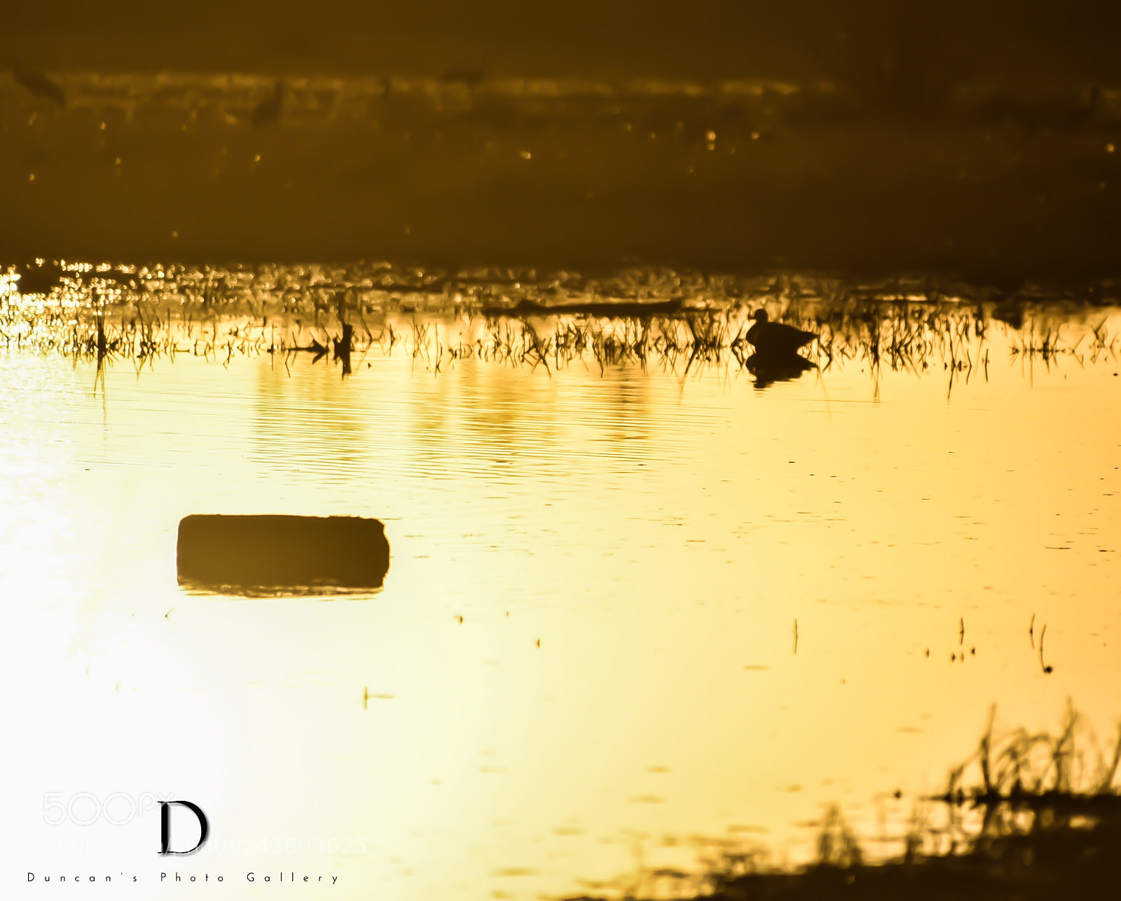 Nikon D750 sample photo. Duck… duck… no goose. photography