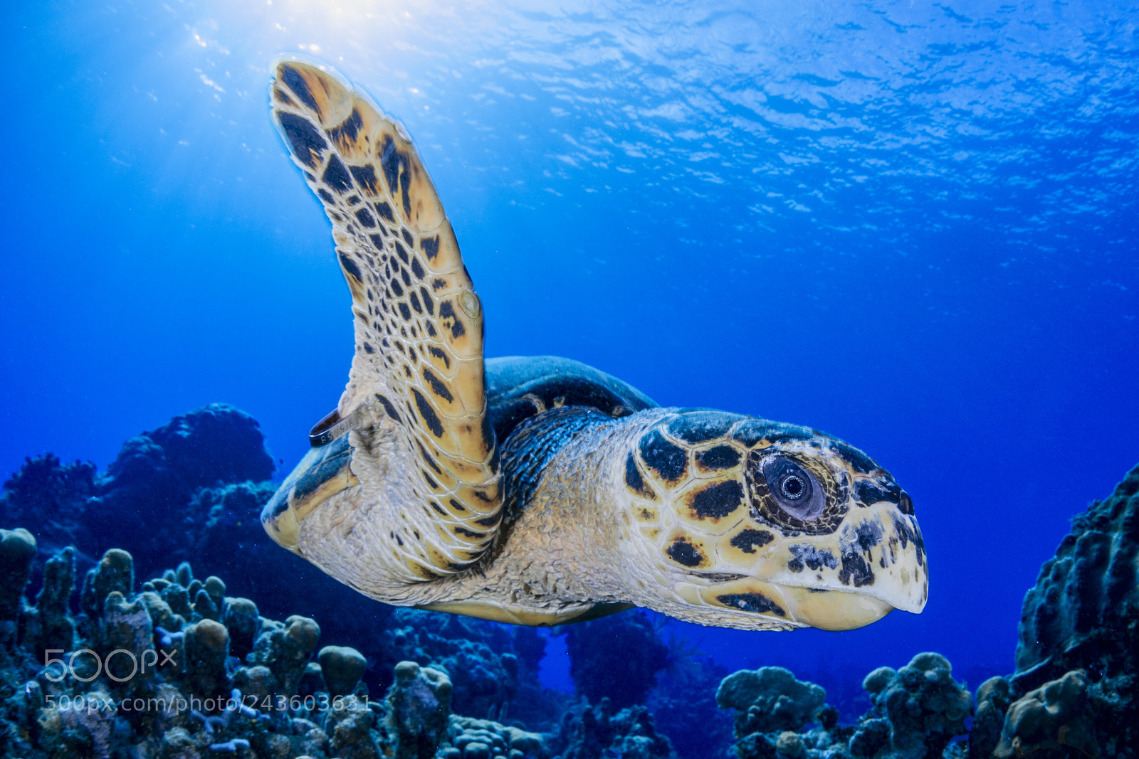 Nikon D800 sample photo. Turtle photography