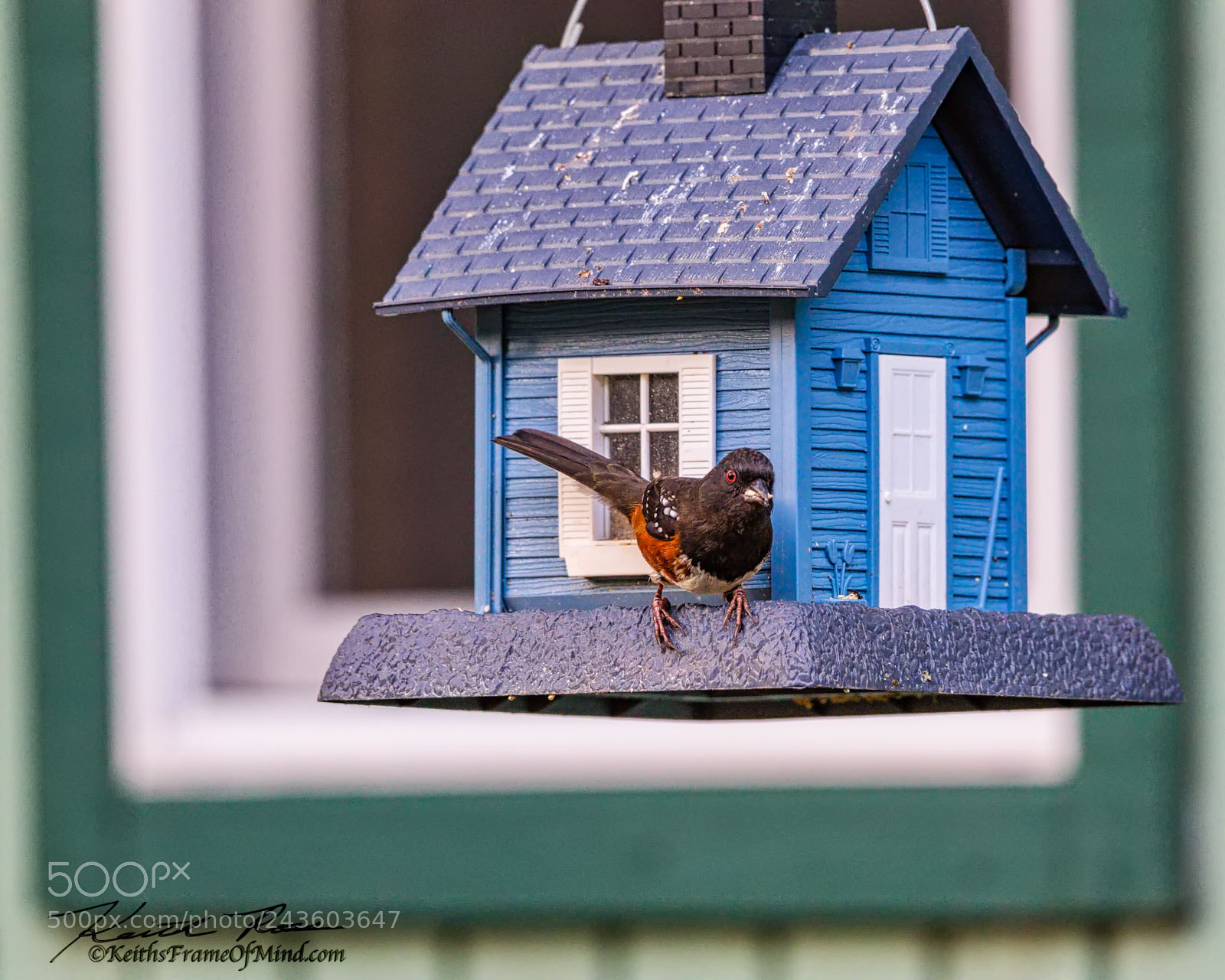 Canon EOS-1D X Mark II sample photo. Spotted towhee - sequim photography