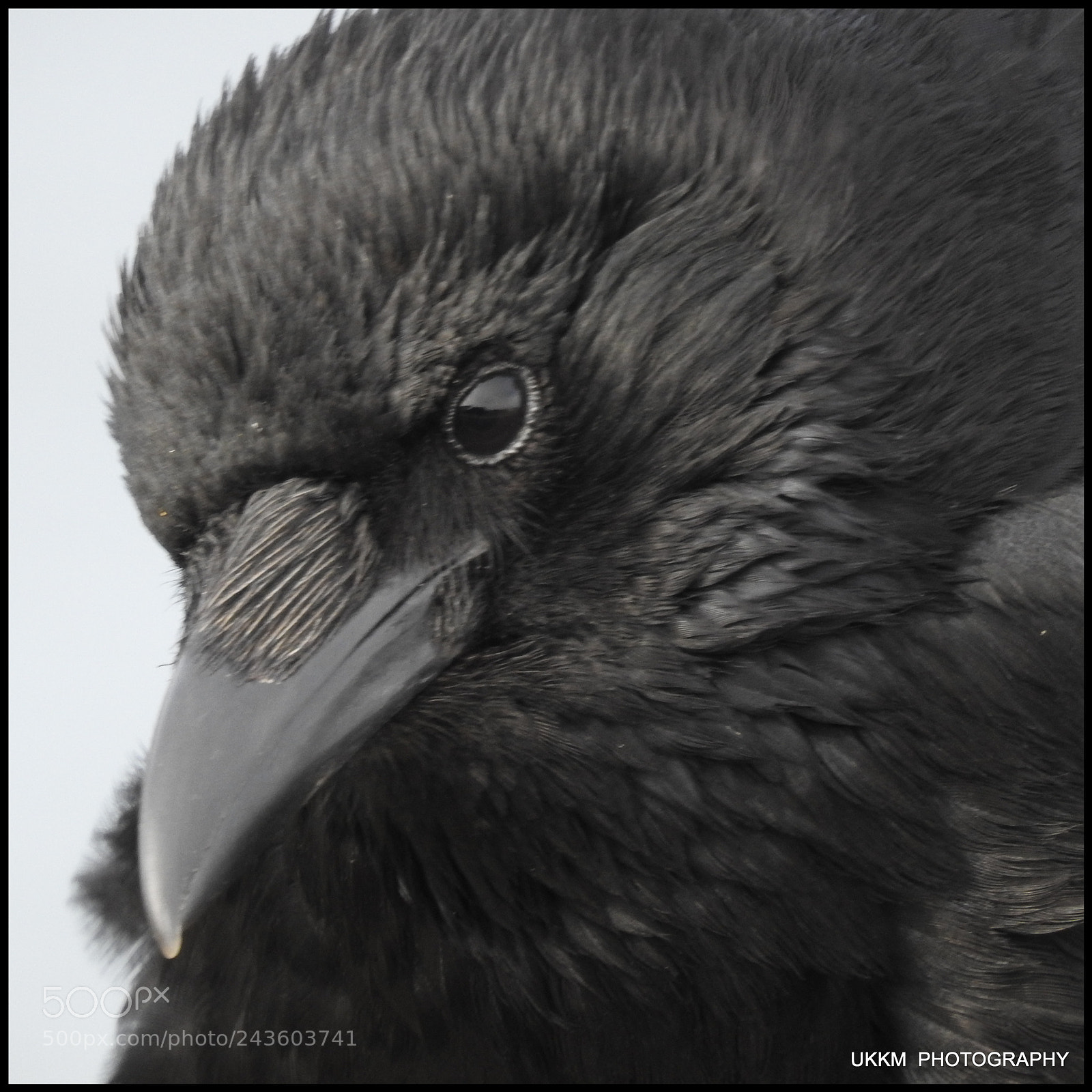 Nikon Coolpix P900 sample photo. Crow photography