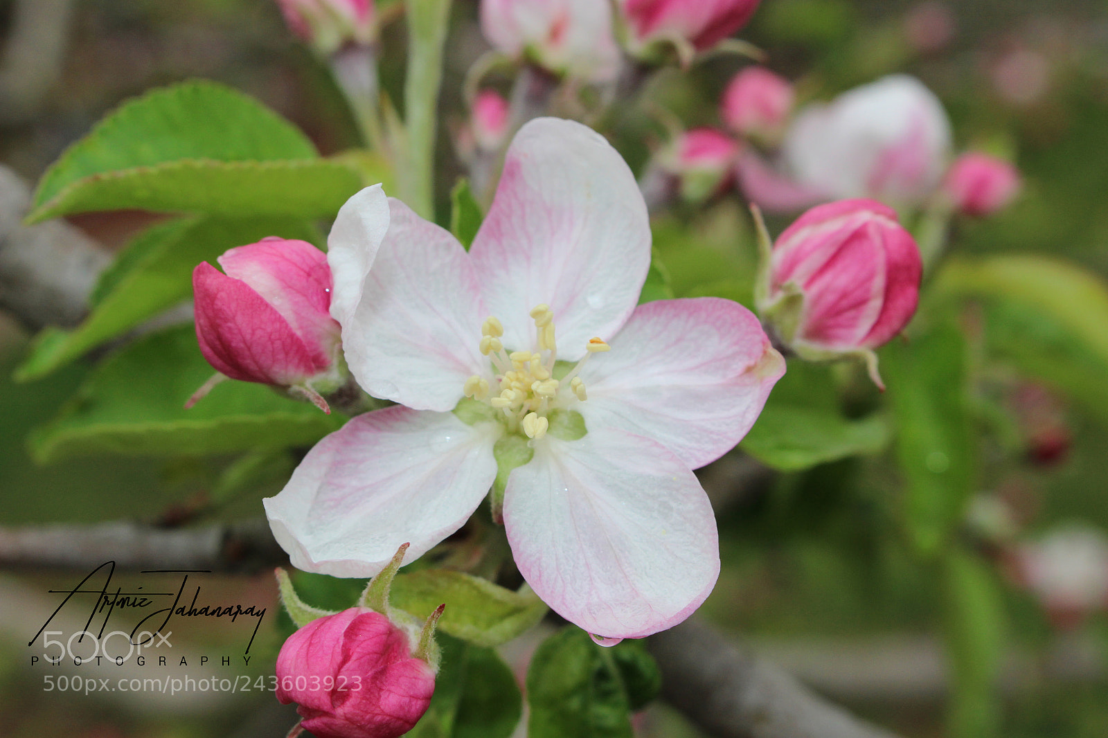 Canon EOS 100D (EOS Rebel SL1 / EOS Kiss X7) sample photo. Apple blossom photography