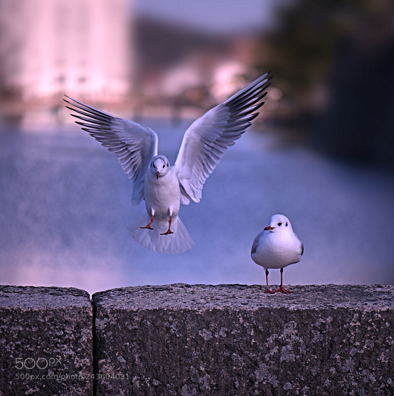 Nikon D800 sample photo. Birds photography