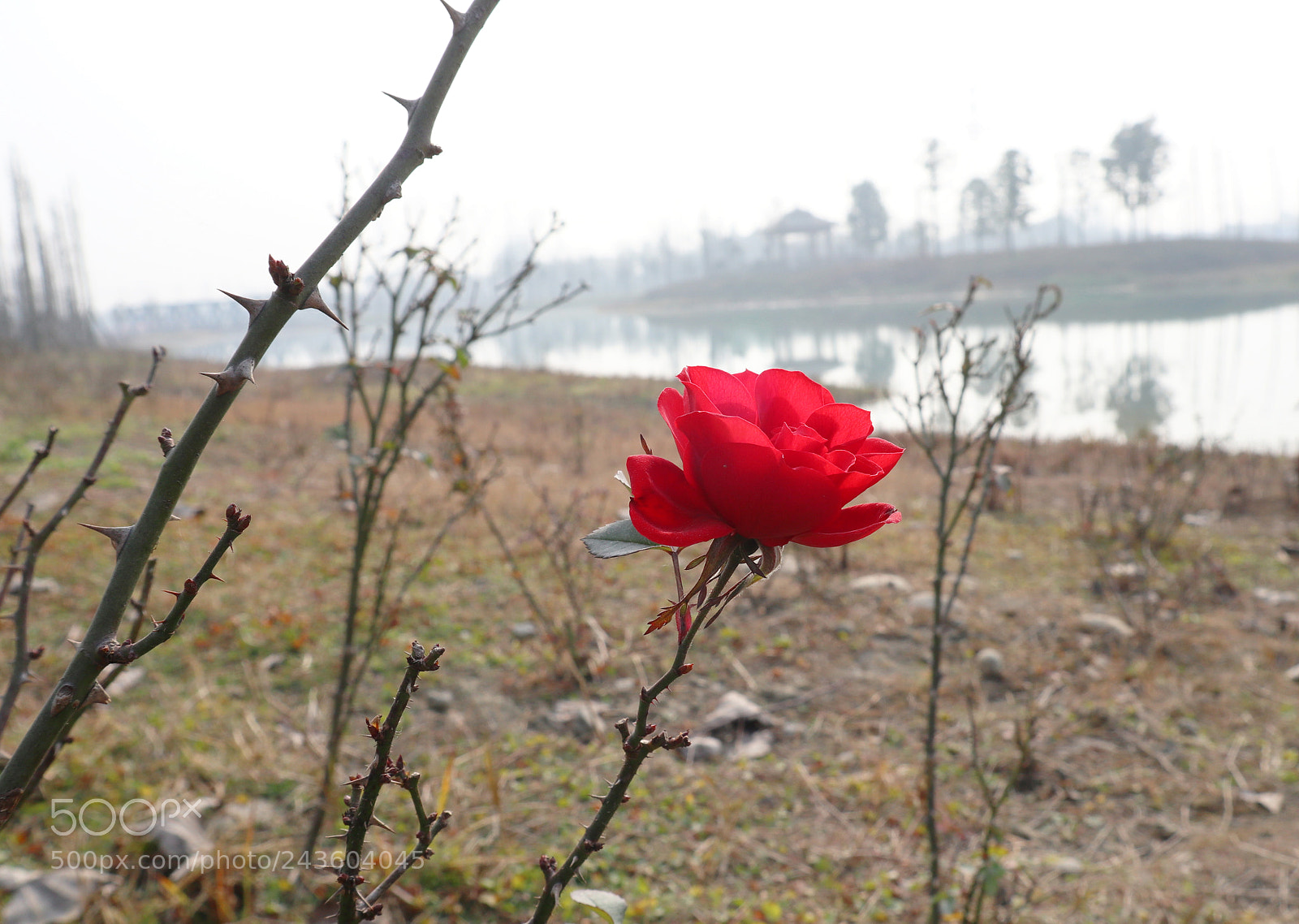Canon EOS M6 sample photo. Untitled photography