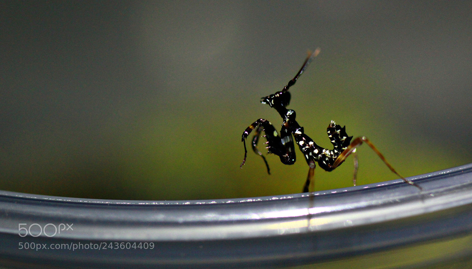 Canon EOS 60D sample photo. Sienna - baby spiny photography