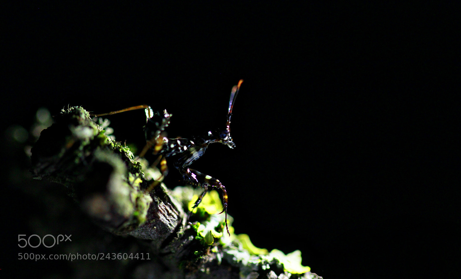 Canon EOS 60D sample photo. Sienna - baby spiny photography
