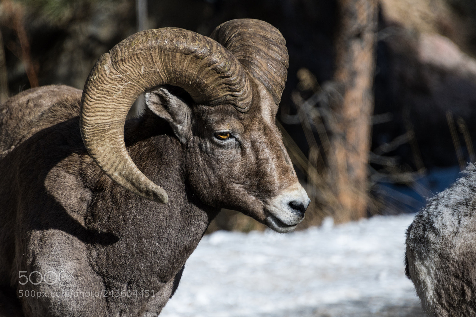Nikon D500 sample photo. Colorado bighorn photography