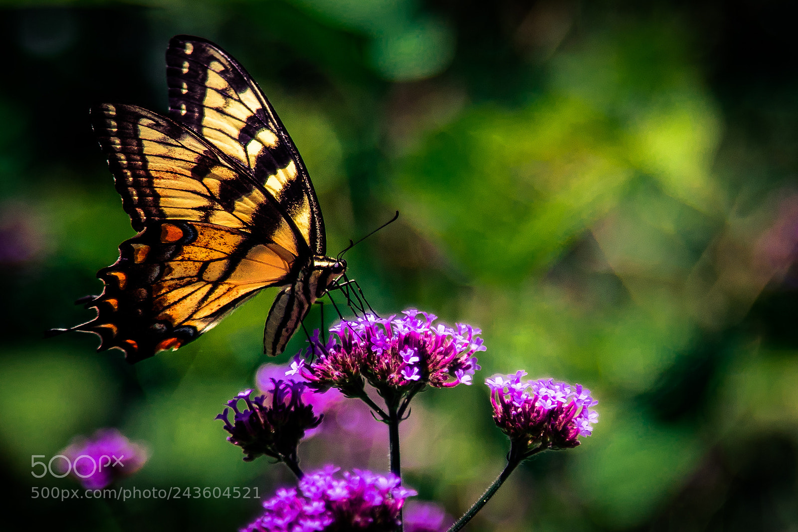 Canon EOS 80D sample photo. Butterfly photography