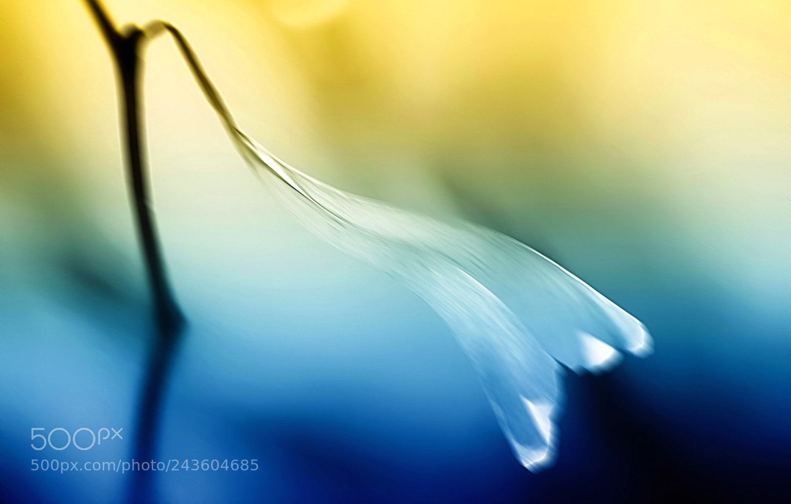 Nikon D800 sample photo. Paper plane dreams photography