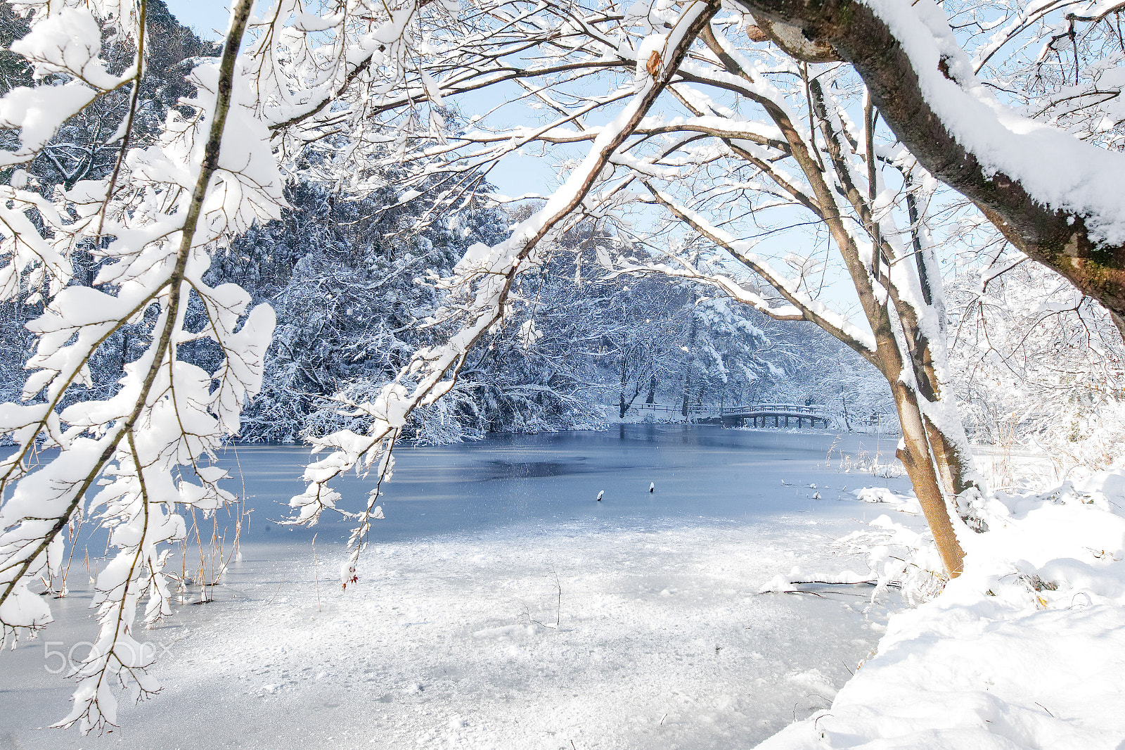 Sigma sd Quattro sample photo. Winter is coming photography