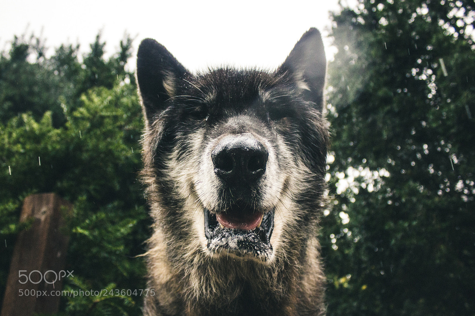 Canon EOS 600D (Rebel EOS T3i / EOS Kiss X5) sample photo. Lobo photography