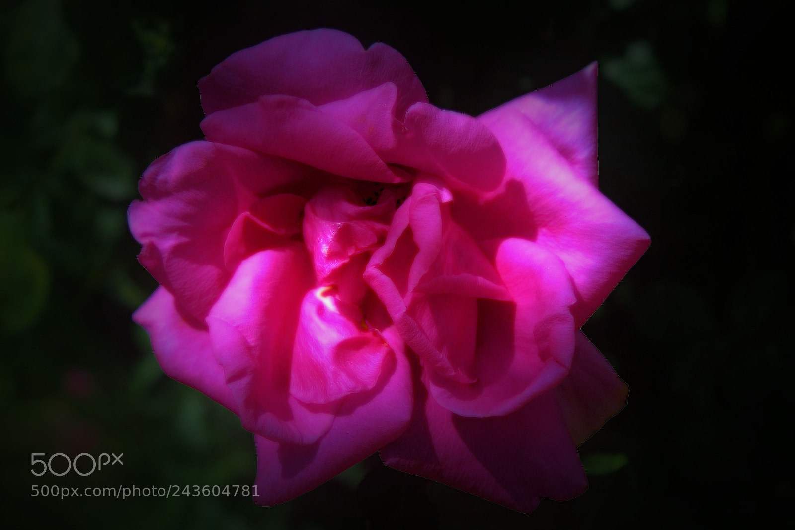 Canon EOS 1200D (EOS Rebel T5 / EOS Kiss X70 / EOS Hi) sample photo. Pink rose photography