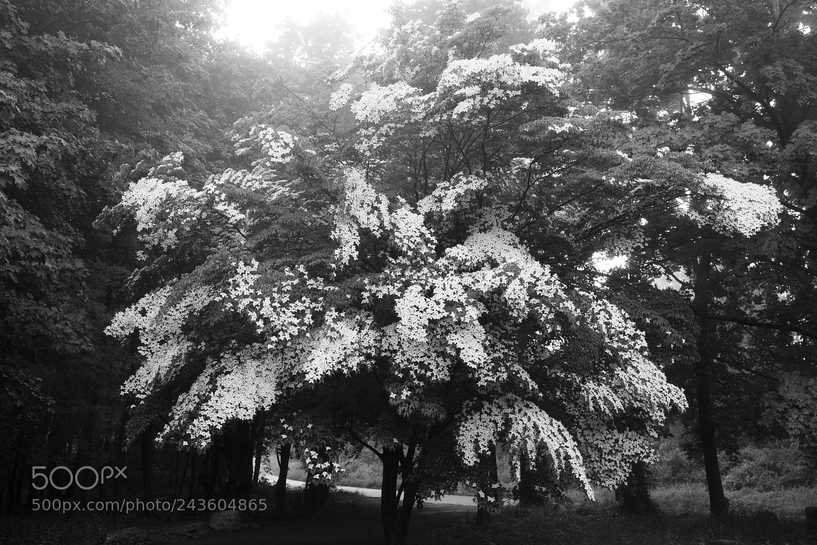 Pentax K-1 sample photo. Dogwood tree, ridgefield, ct photography