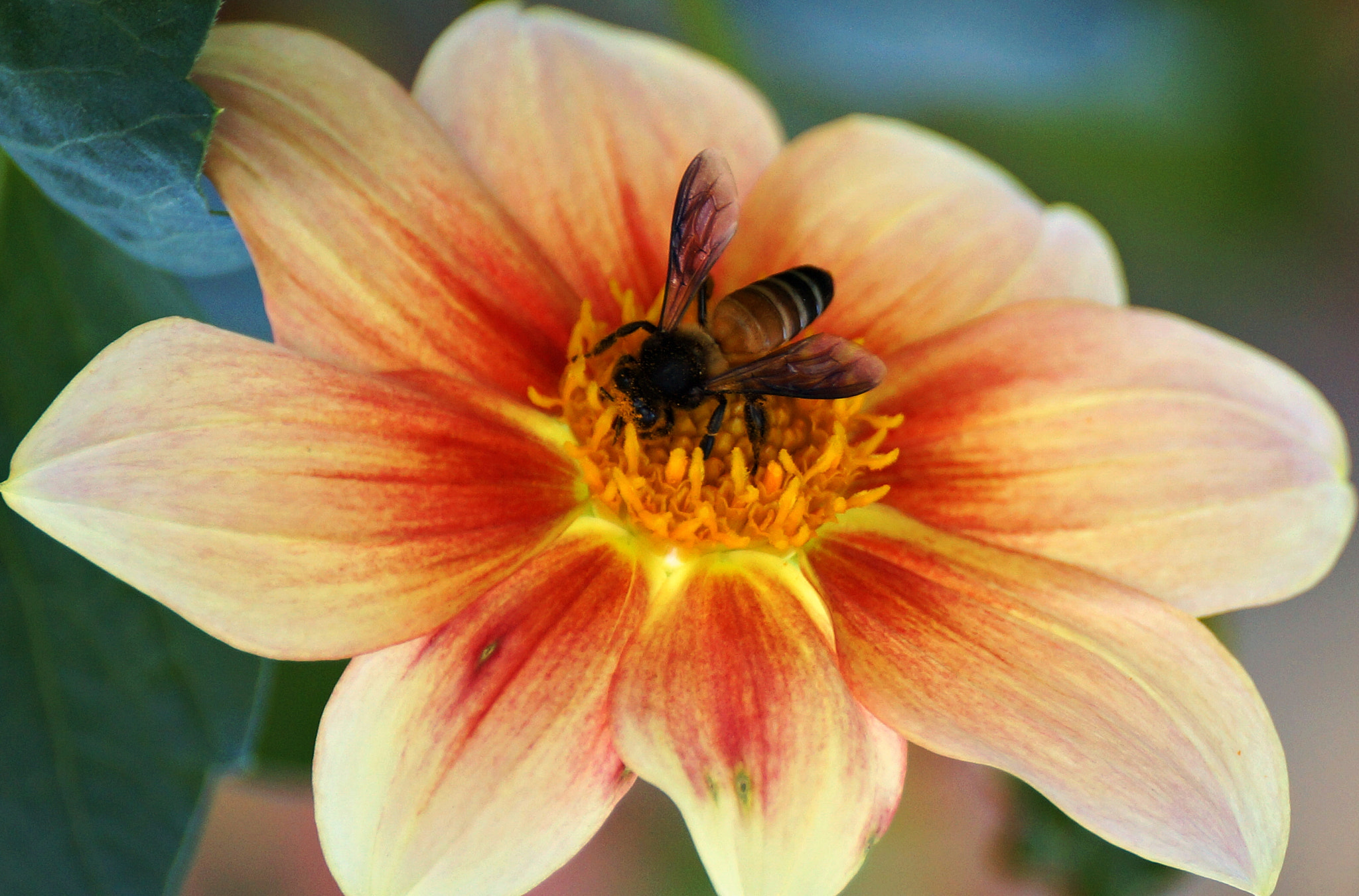 Sony SLT-A57 sample photo. Busy bee has no time for sorrow photography