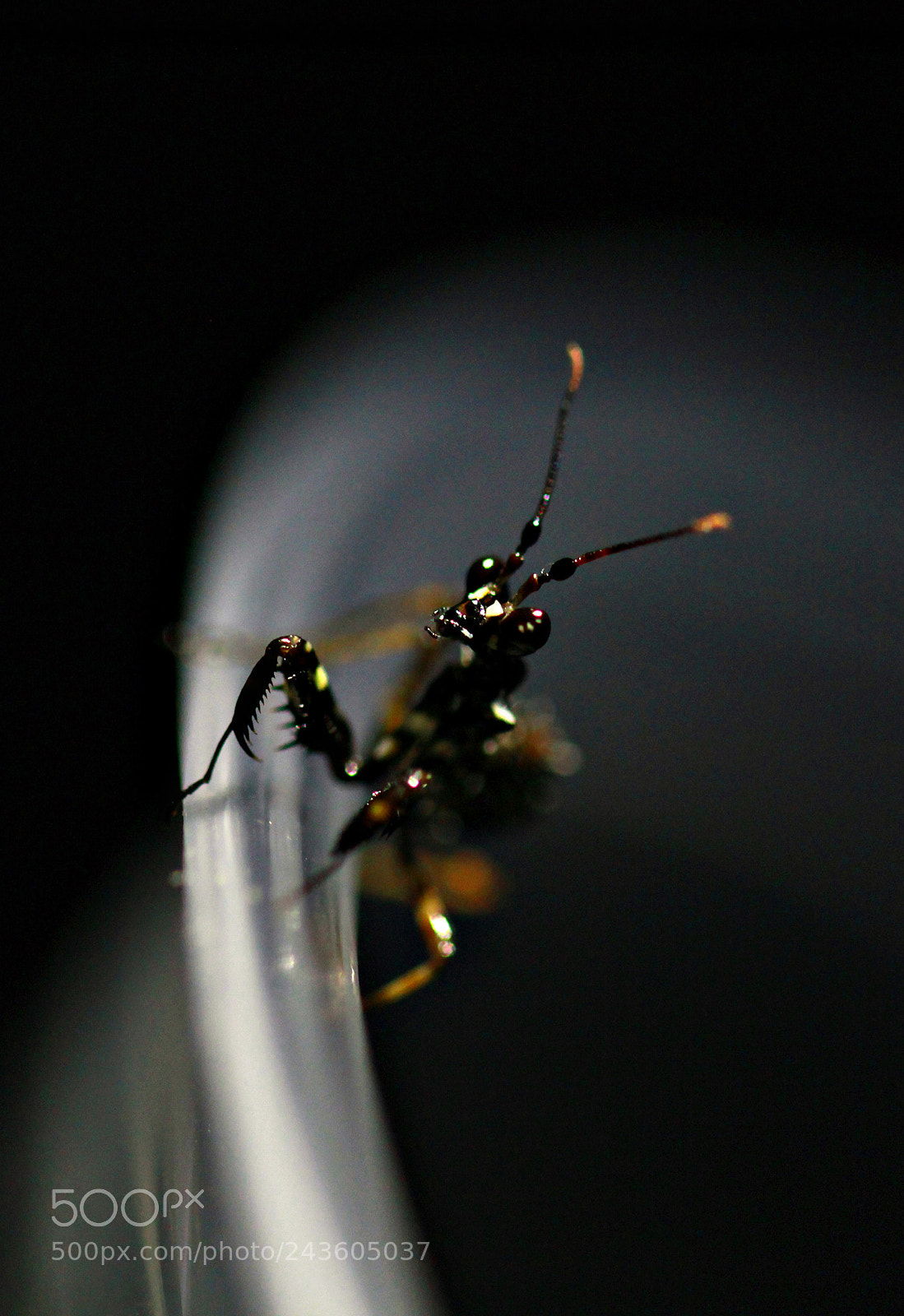 Canon EOS 60D sample photo. Sienna - baby spiny photography