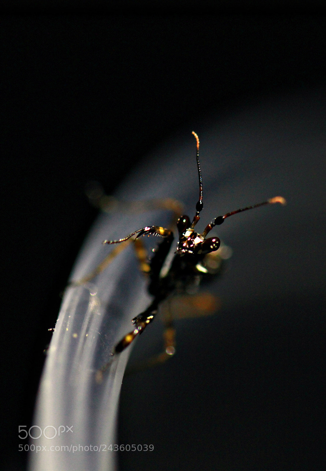 Canon EOS 60D sample photo. Sienna - baby spiny photography