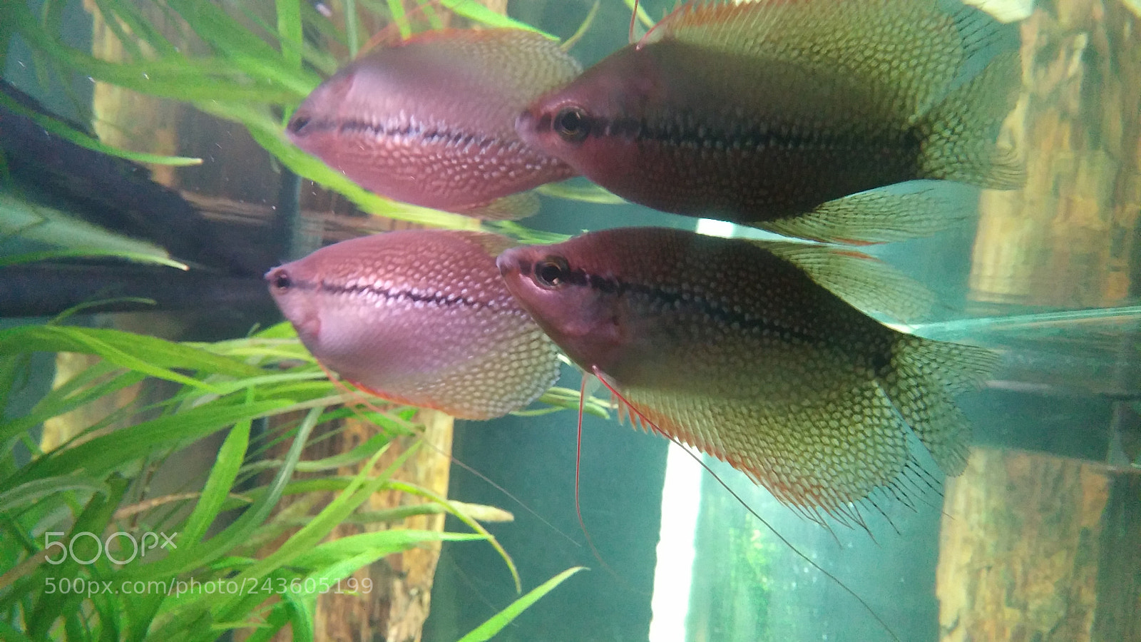 LG G2 sample photo. Mirror image photography