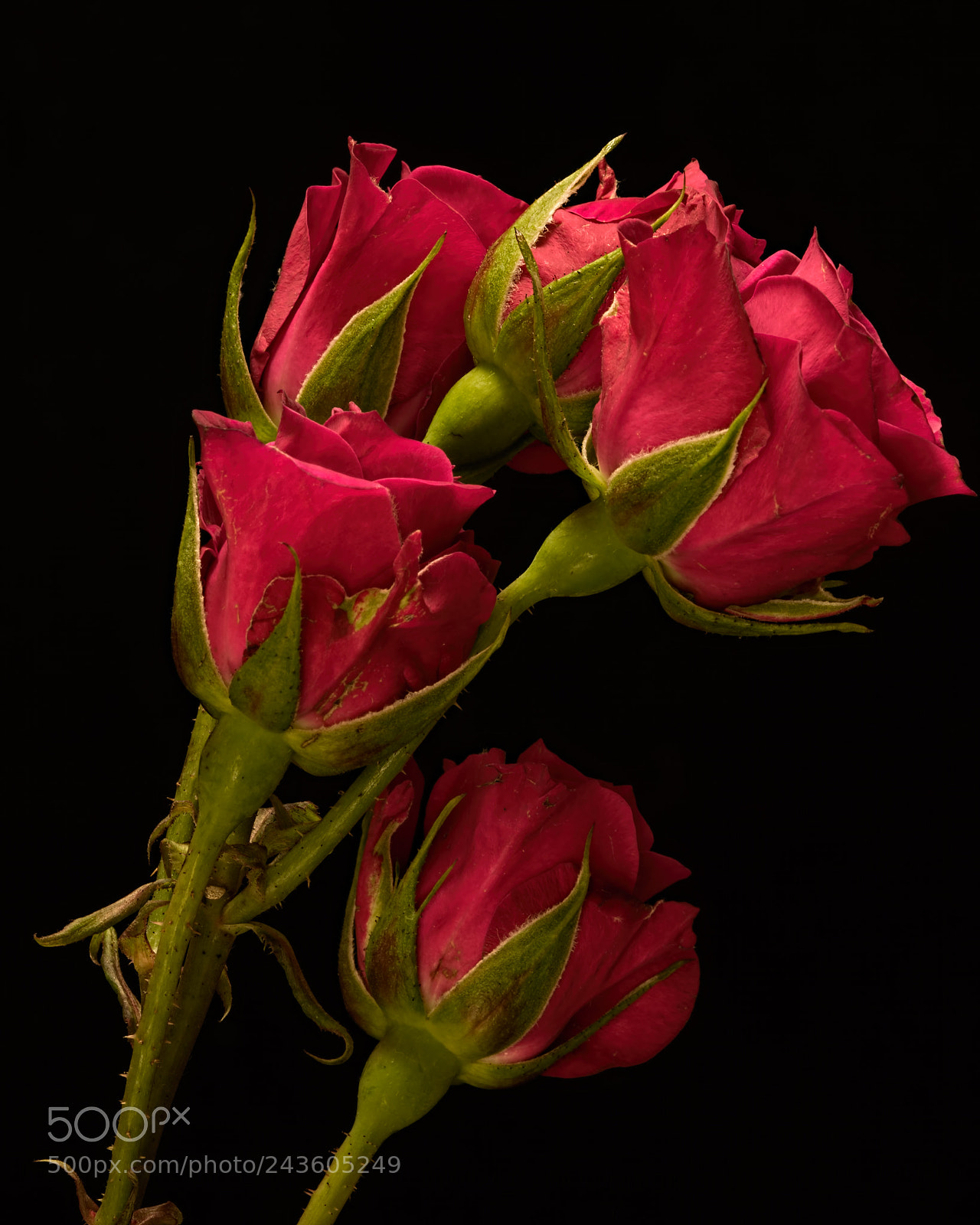 Nikon D810 sample photo. Red spray roses 1120 photography