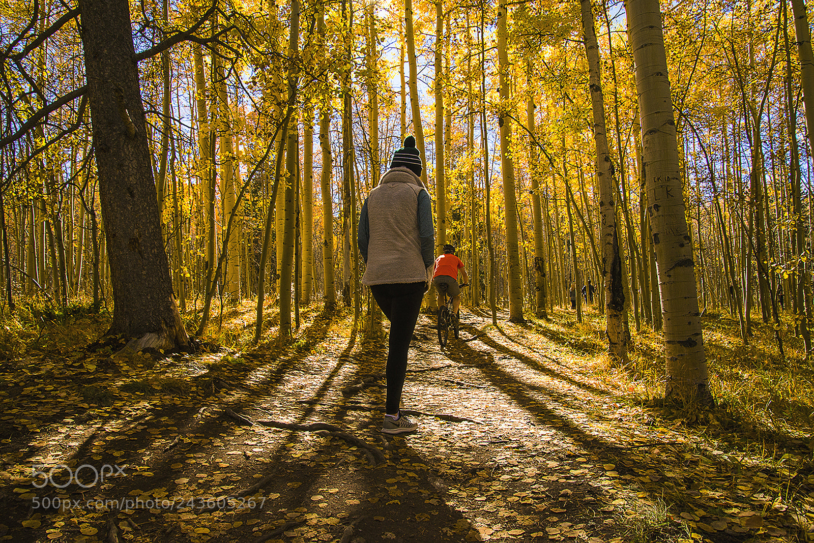 Nikon D610 sample photo. Yellow photography