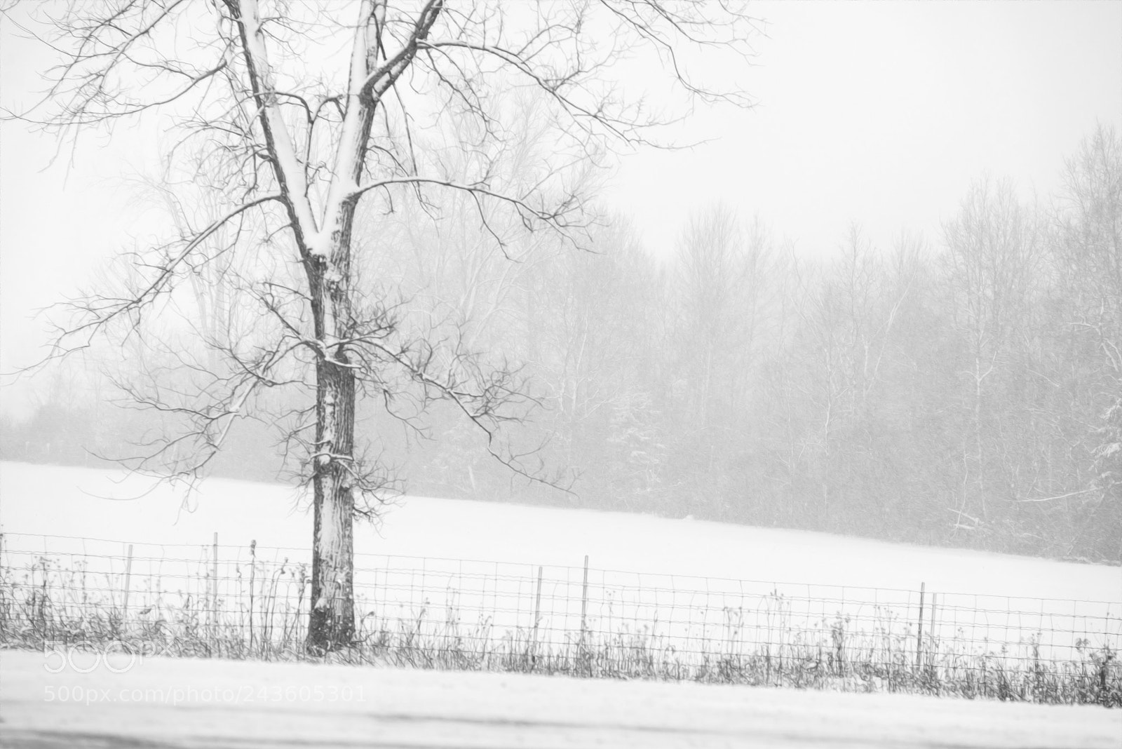 Nikon D600 sample photo. Untitled photography