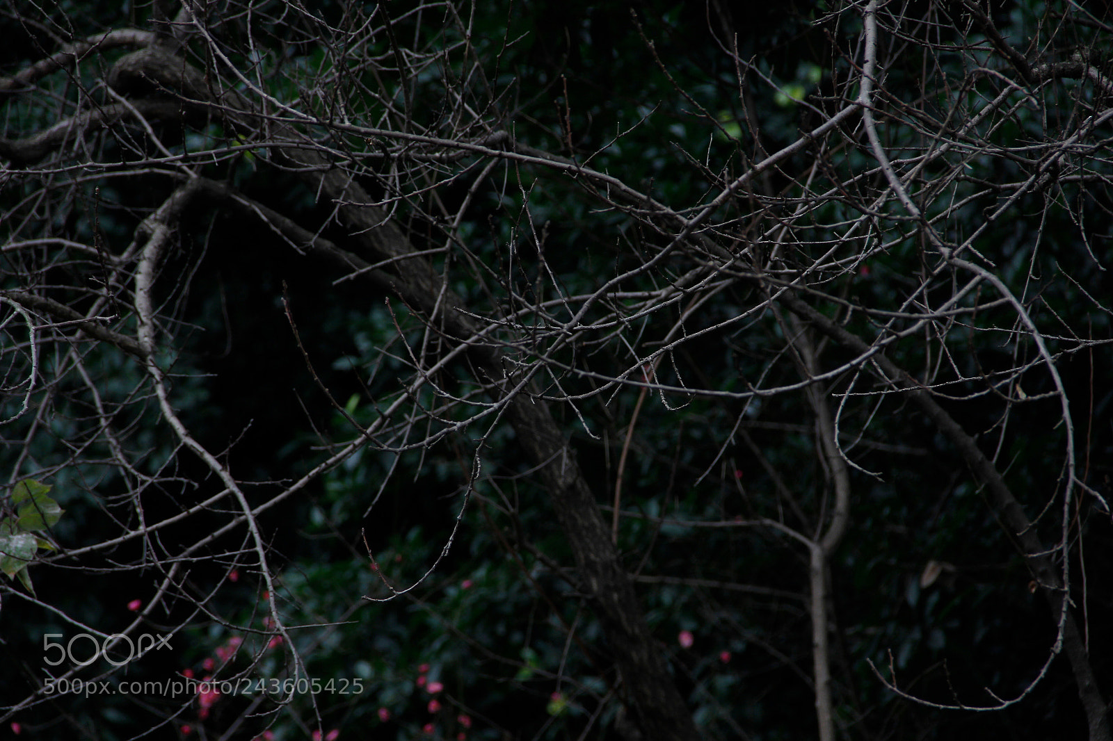 Canon EOS 60D sample photo. Mg photography