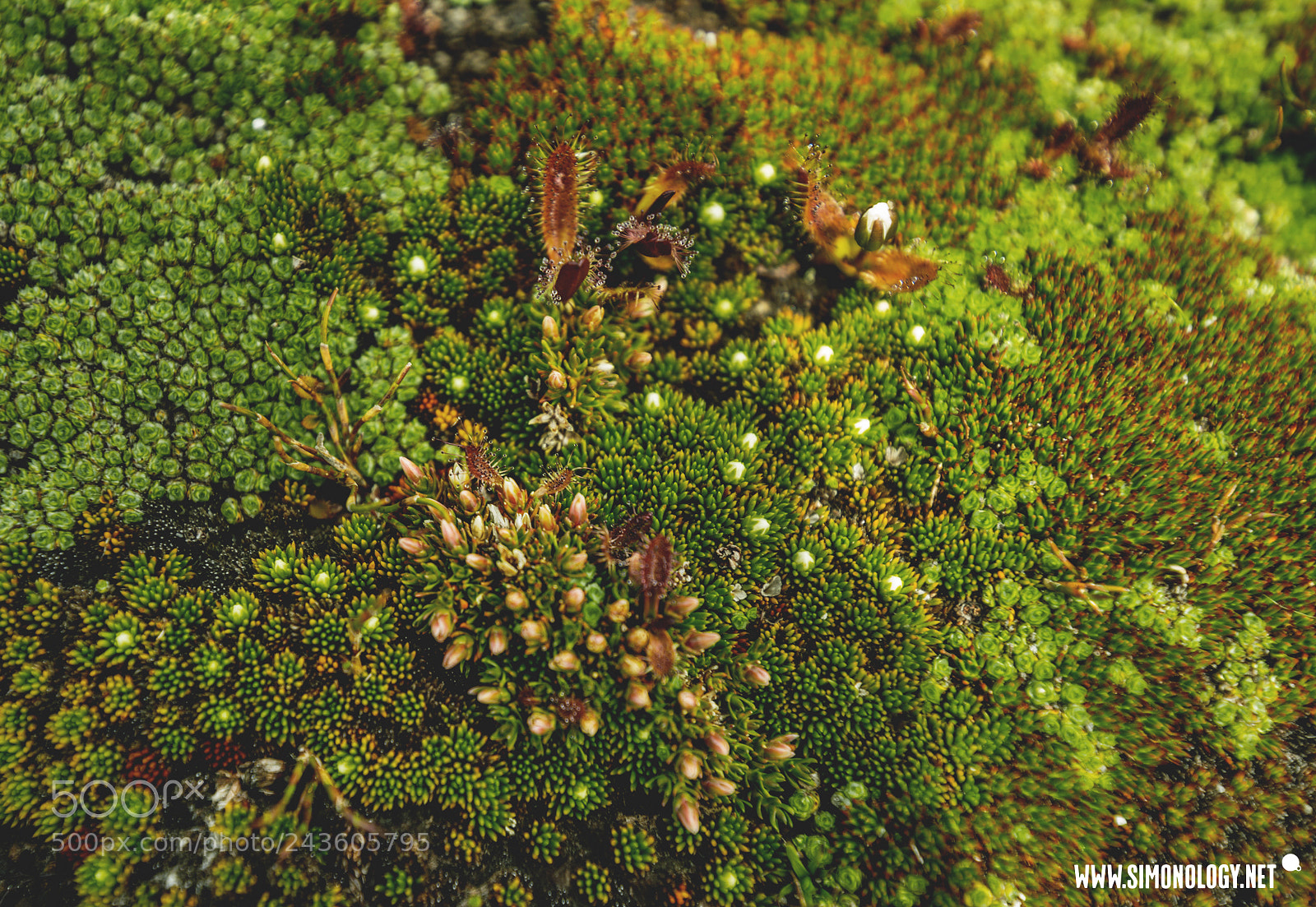 Nikon D800E sample photo. Carnivorous plants, cradle mountain photography