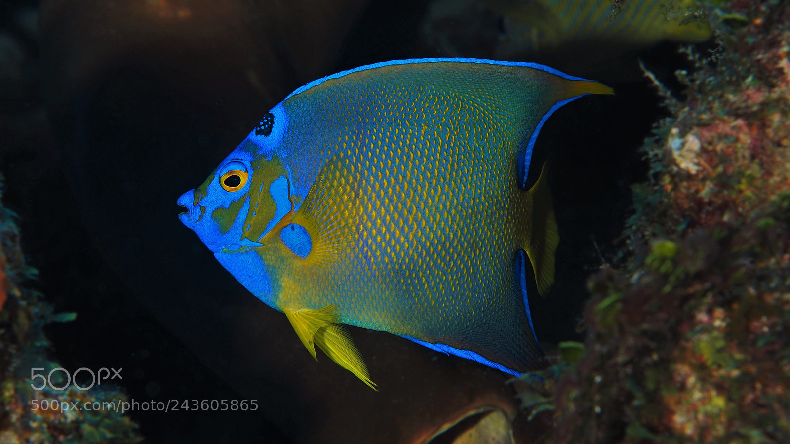Olympus OM-D E-M1 sample photo. Queen angelfish photography