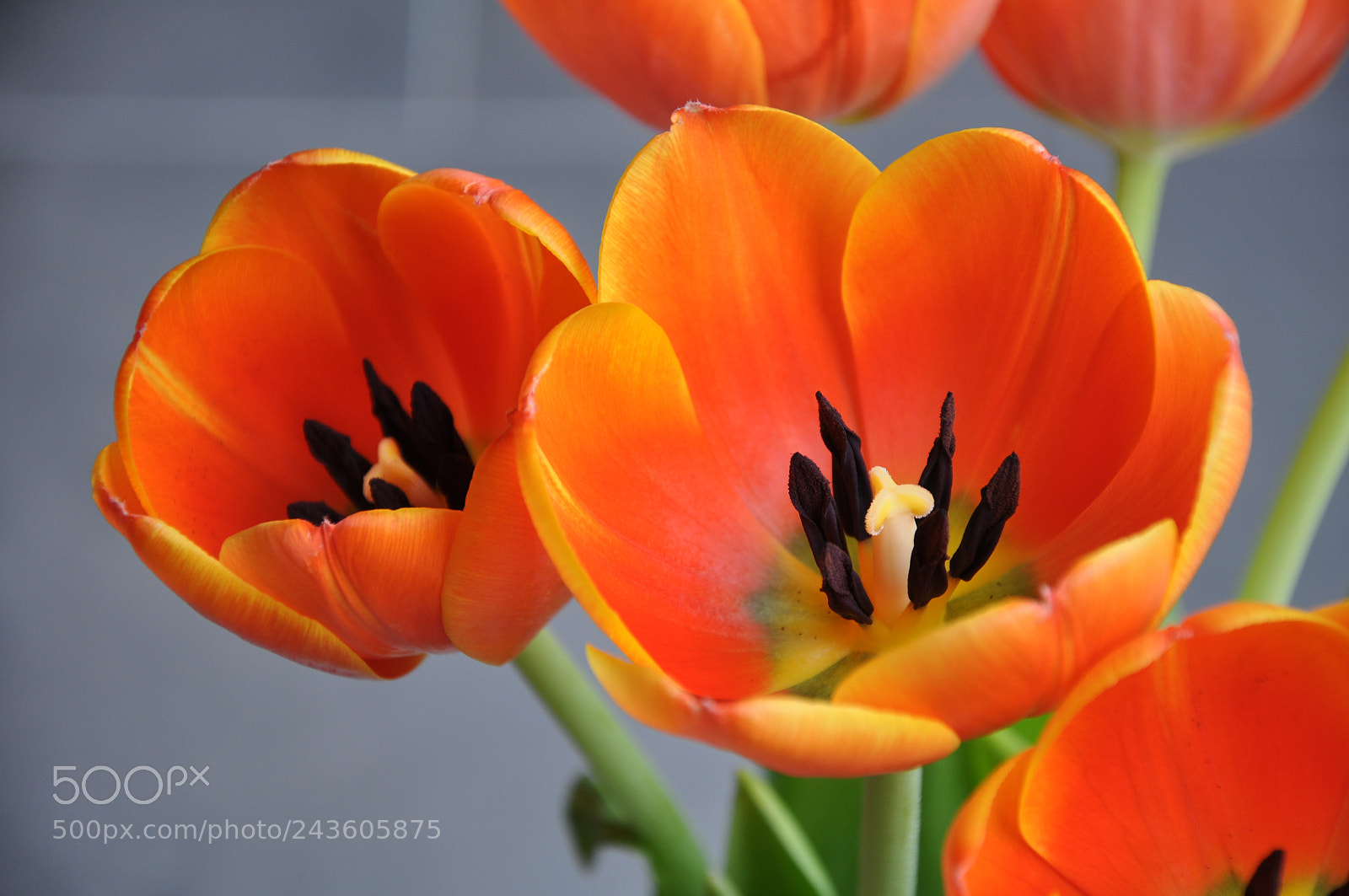 Nikon D90 sample photo. Orange tulips on a photography