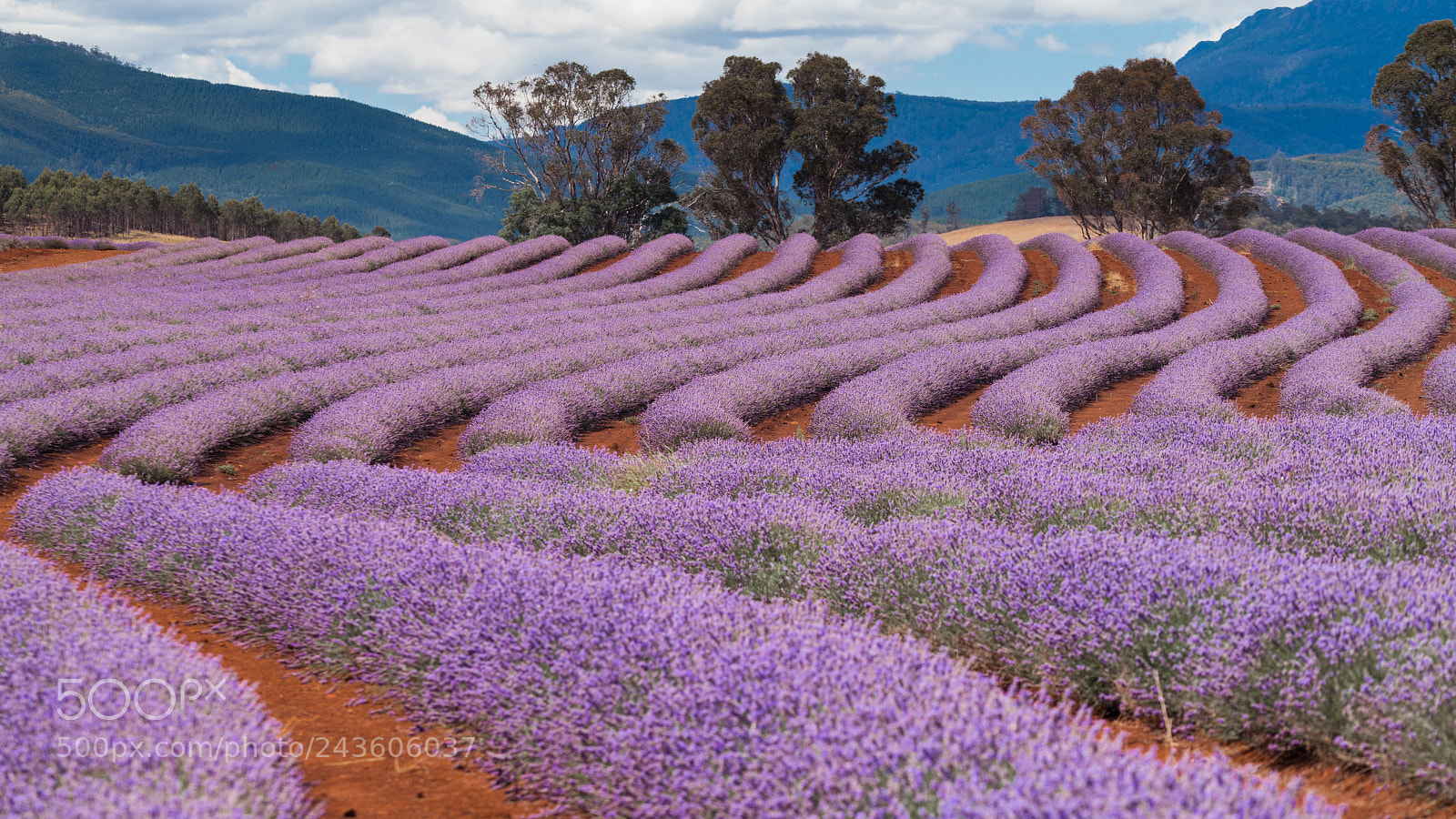 Sony a7R II sample photo. Lavender array photography