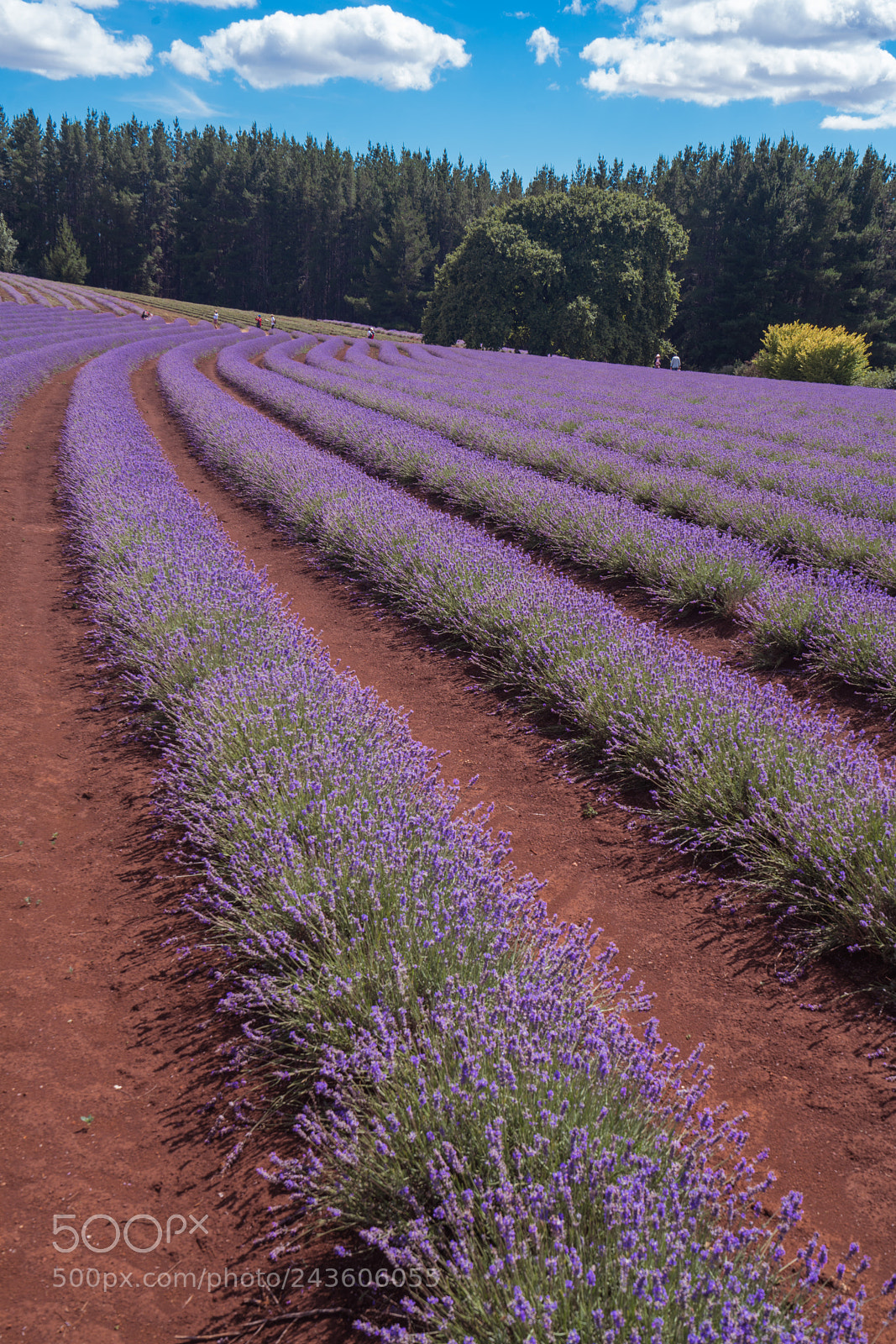 Sony a7R II sample photo. Lavender array photography