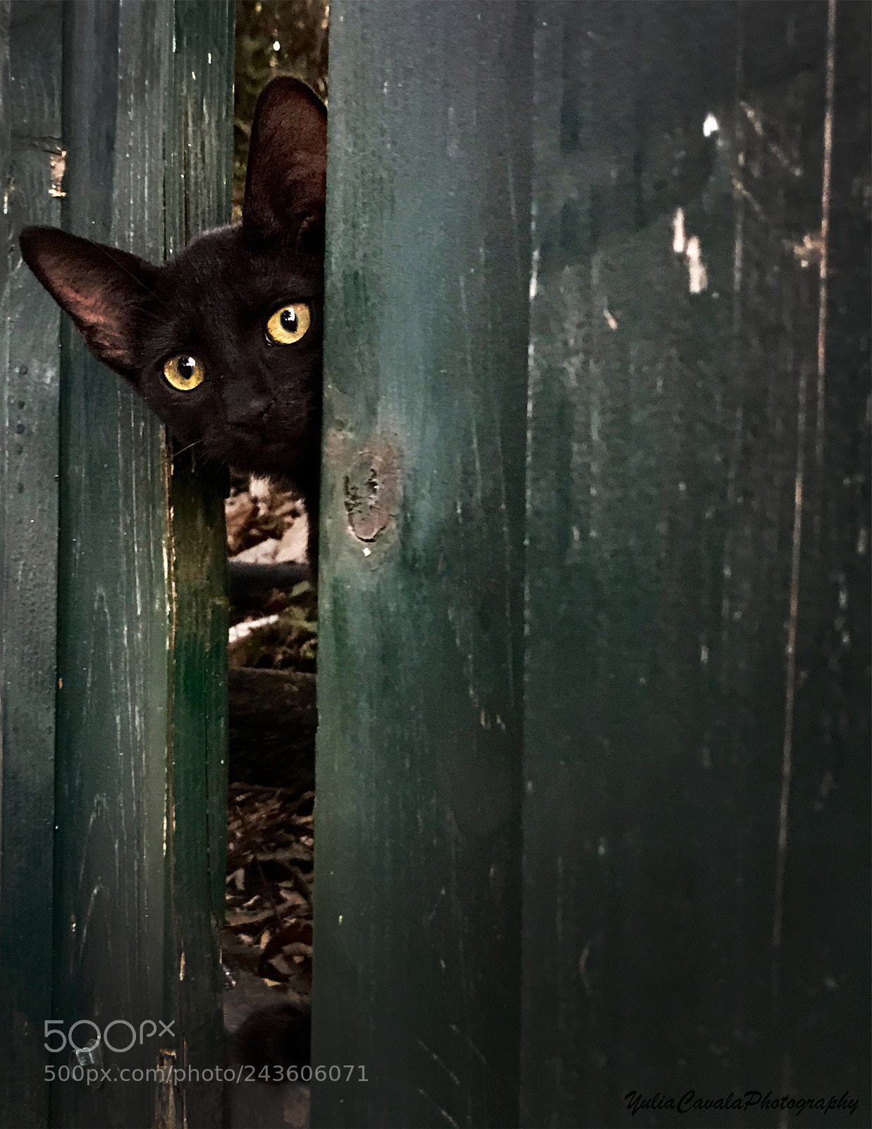 Apple iPhone 7 Plus sample photo. Cat photography