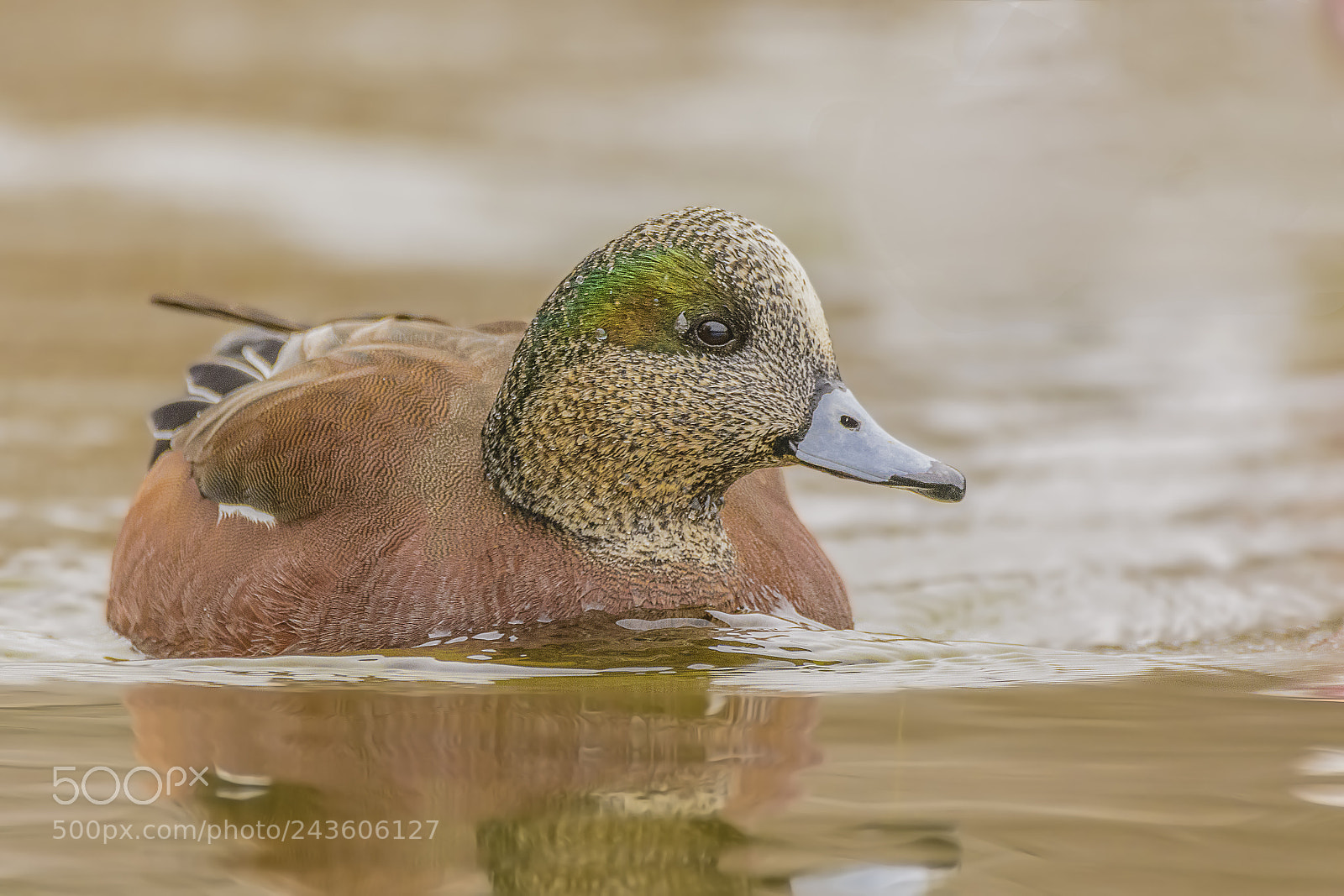 Nikon D7100 sample photo. Male american wigeon duck photography