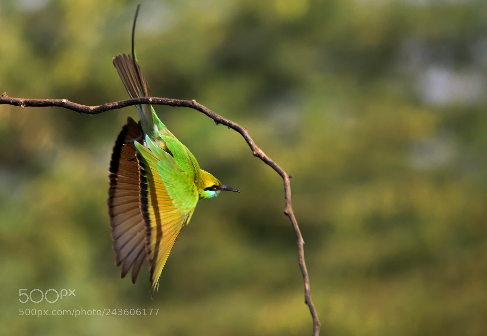 Canon EOS 7D Mark II sample photo. Green bee eater photography