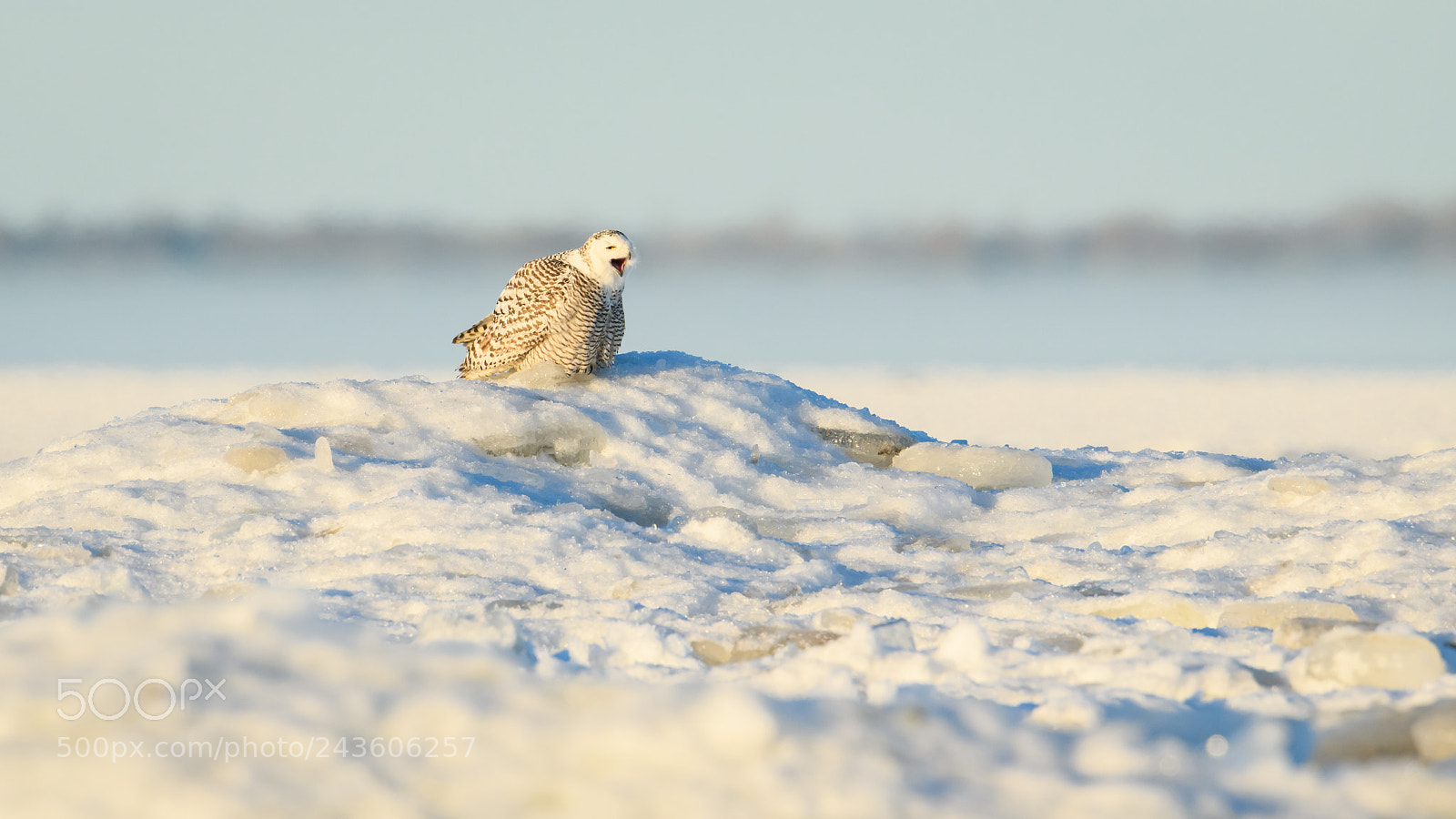 Nikon D850 sample photo. Yawny owl photography