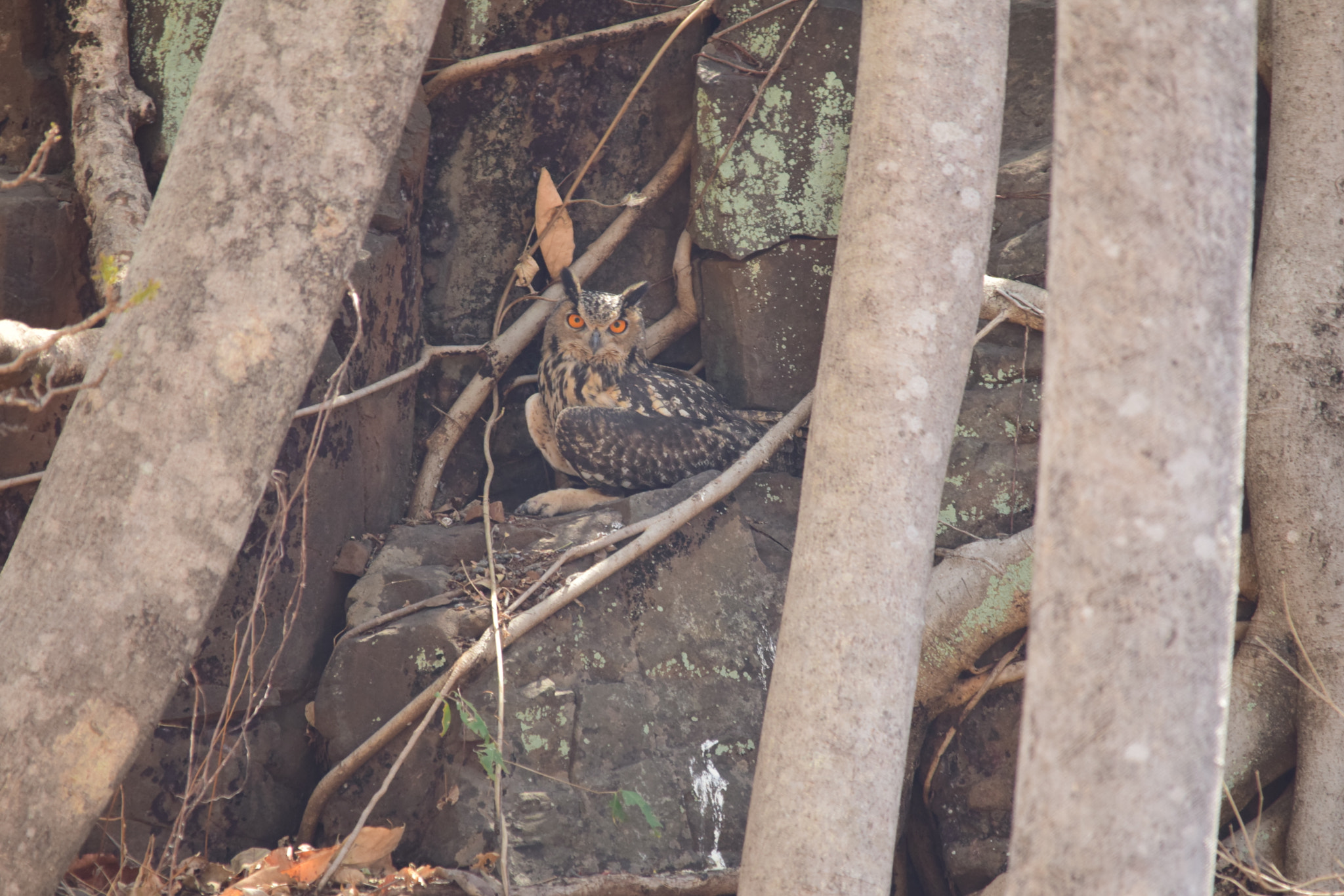 Nikon D5300 + Sigma 150-500mm F5-6.3 DG OS HSM sample photo. Indian eagle owl photography