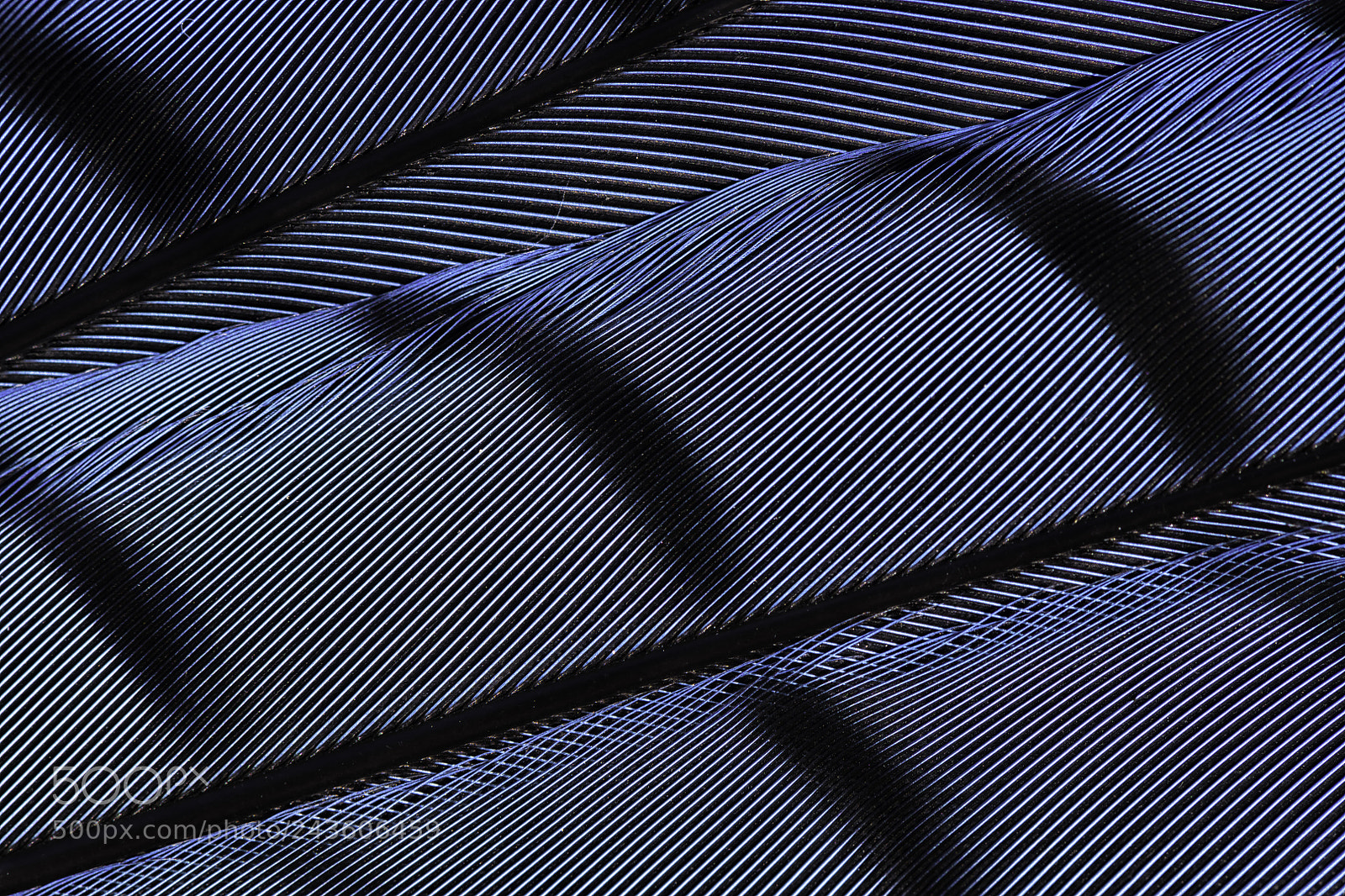 Nikon D850 sample photo. Lines in a feather photography