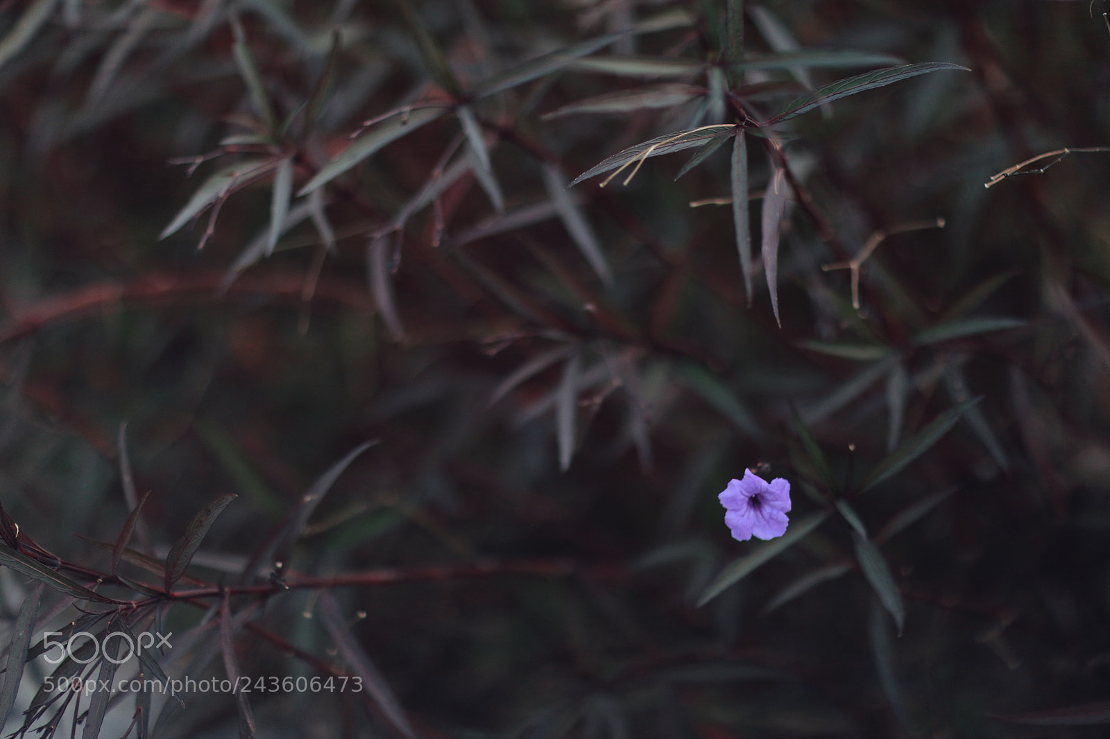 Canon EOS 5DS sample photo. Untitled photography