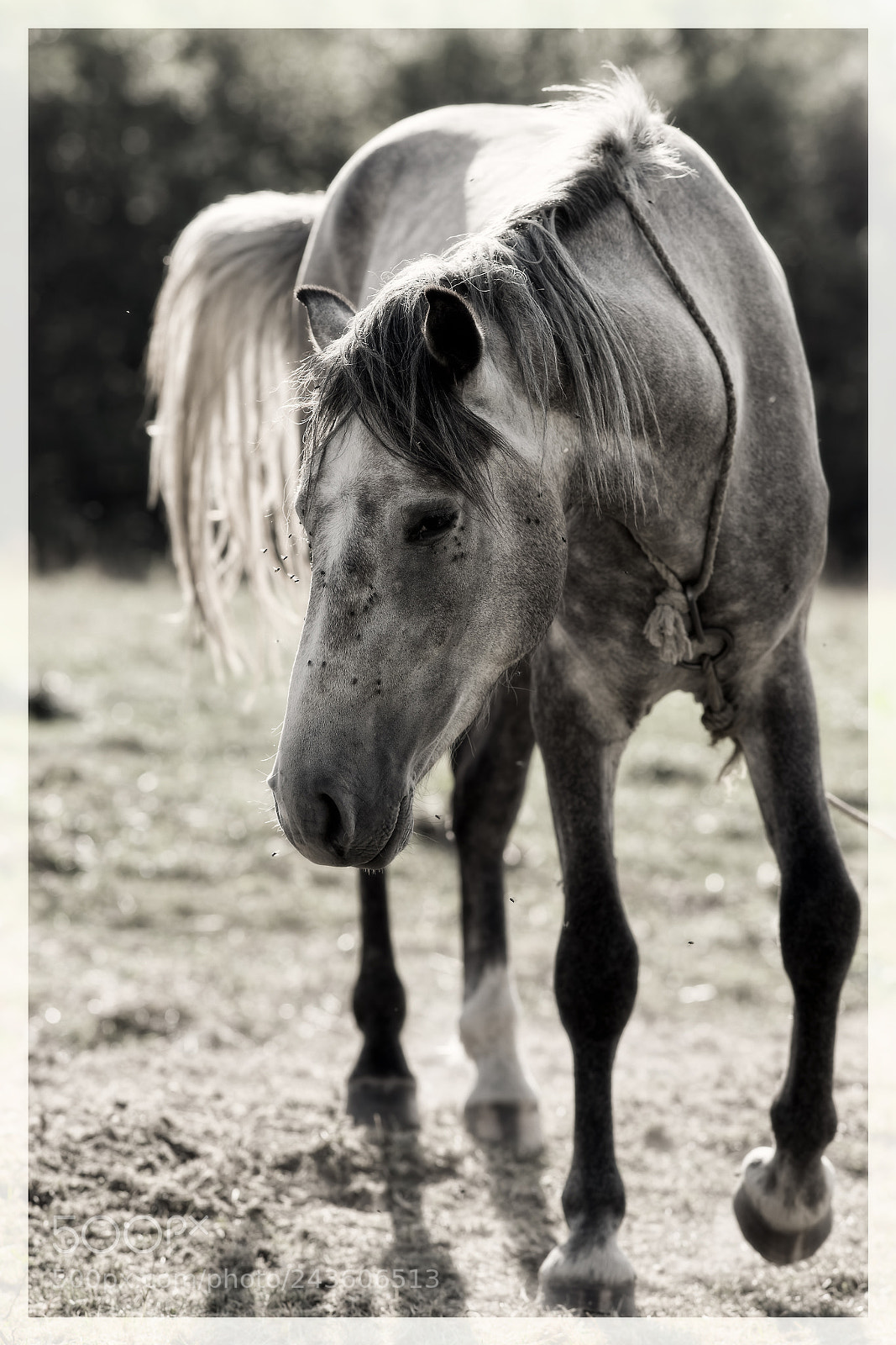 Sony Alpha DSLR-A850 sample photo. Horse on a leash. photography