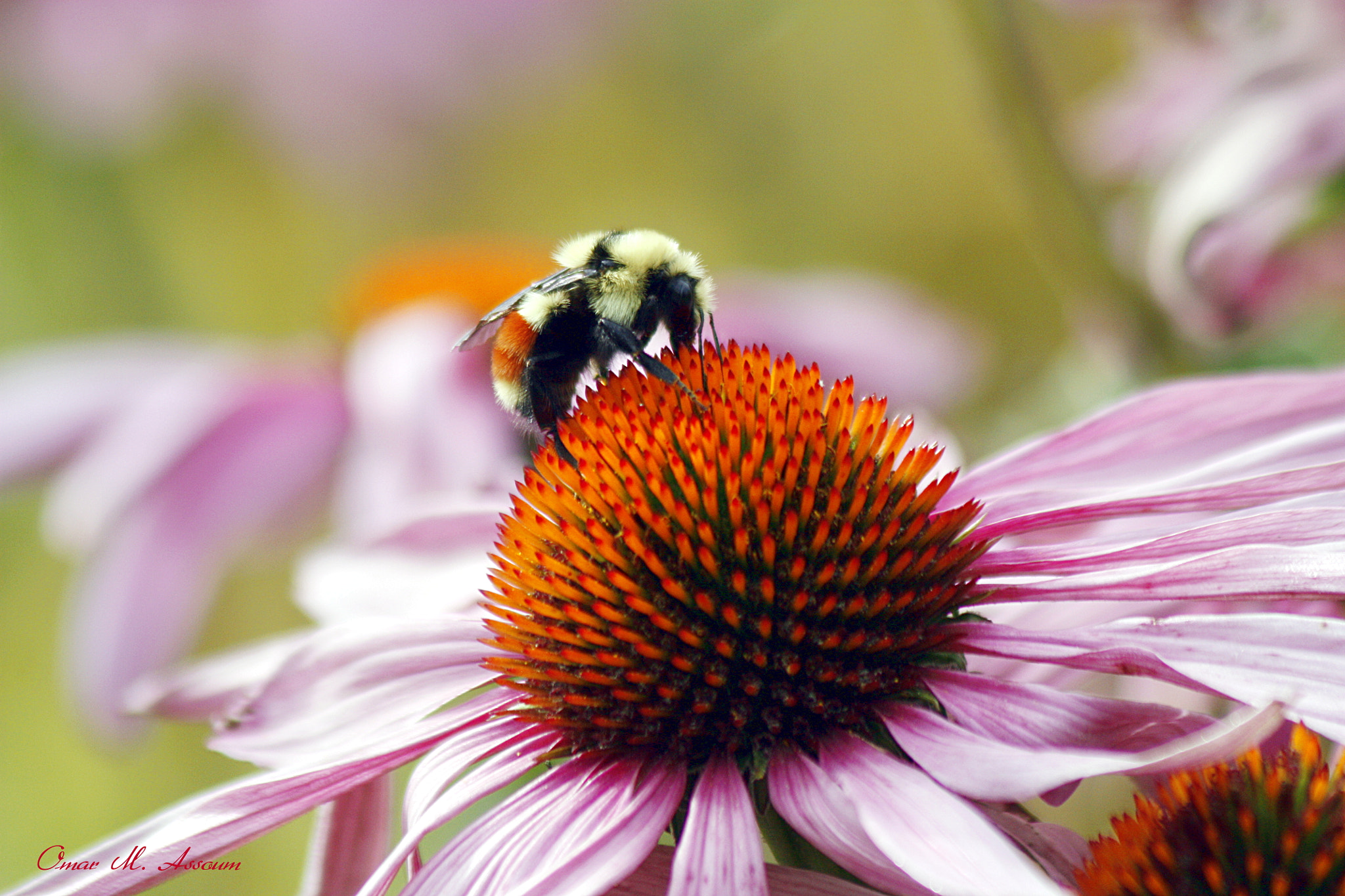 Canon EF 75-300mm F4.0-5.6 IS USM sample photo. B bee & full nectar photography