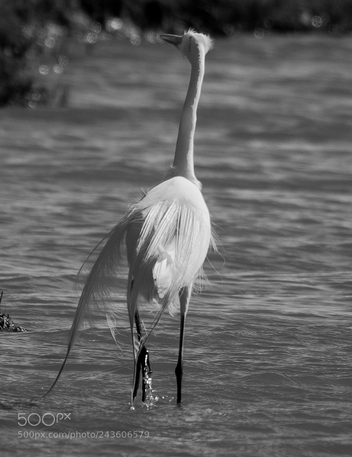 Sony a99 II sample photo. Taking a stroll photography