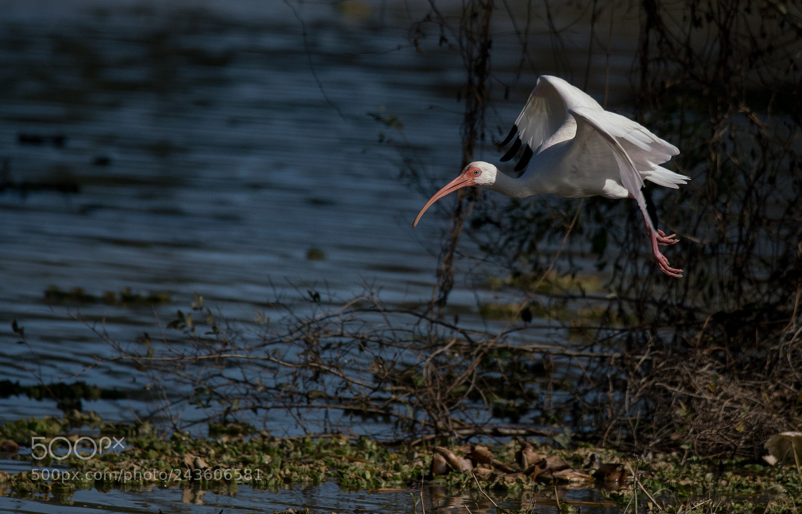 Sony a99 II sample photo. Take off photography