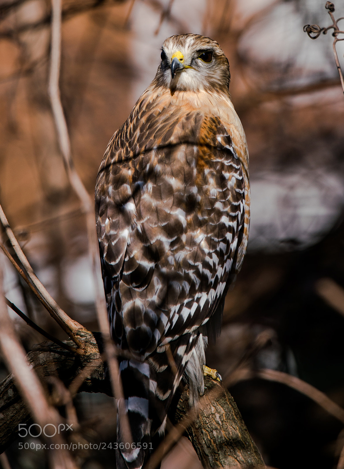 Sony a99 II sample photo. Who's watching who 2 photography