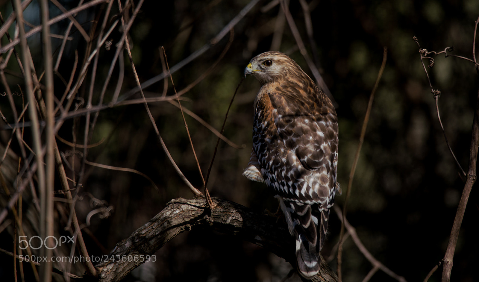 Sony a99 II sample photo. Who's watching who photography